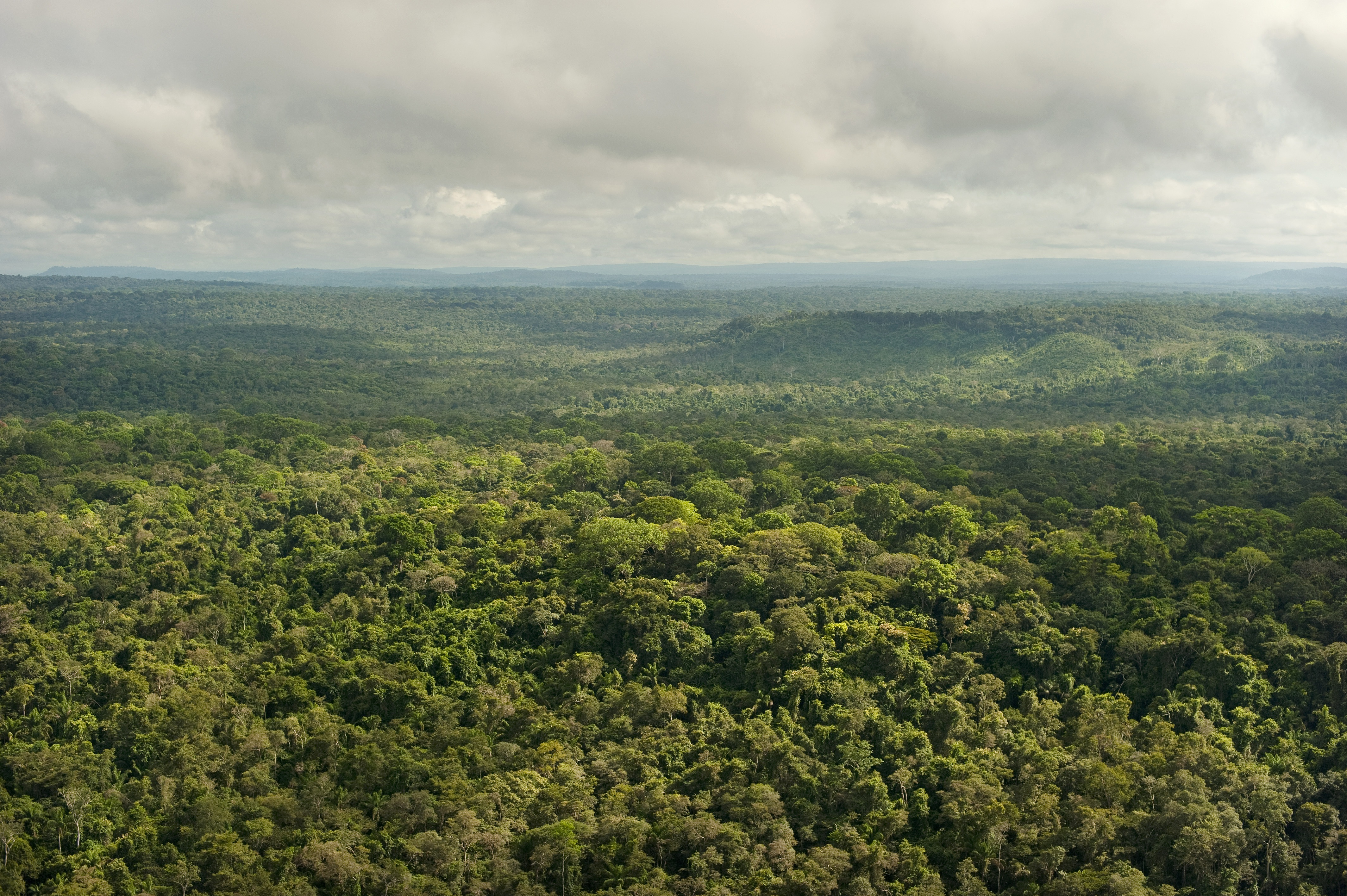 A lush tropical forest in Latin America.