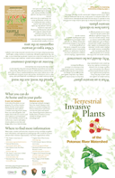 Front and back of the pocket guide PDF. Text is printed over a light background of plant illustrations. The title in the lower corner reads Terrestrial Invasive Plants of the Potomac River Watershed.