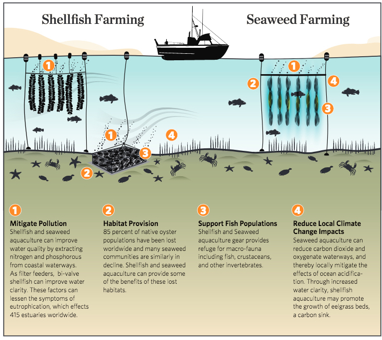 The Aquaculture Opportunity