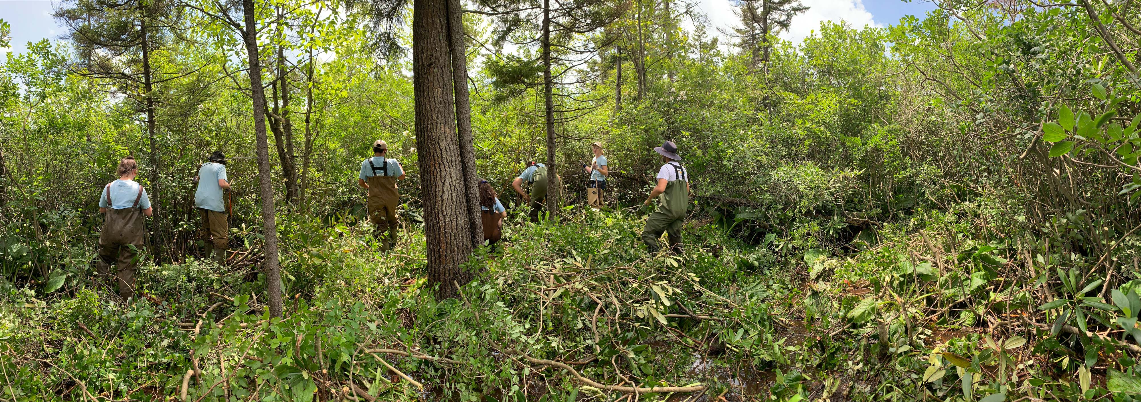 A group of people clear brush from the base of a tree.
