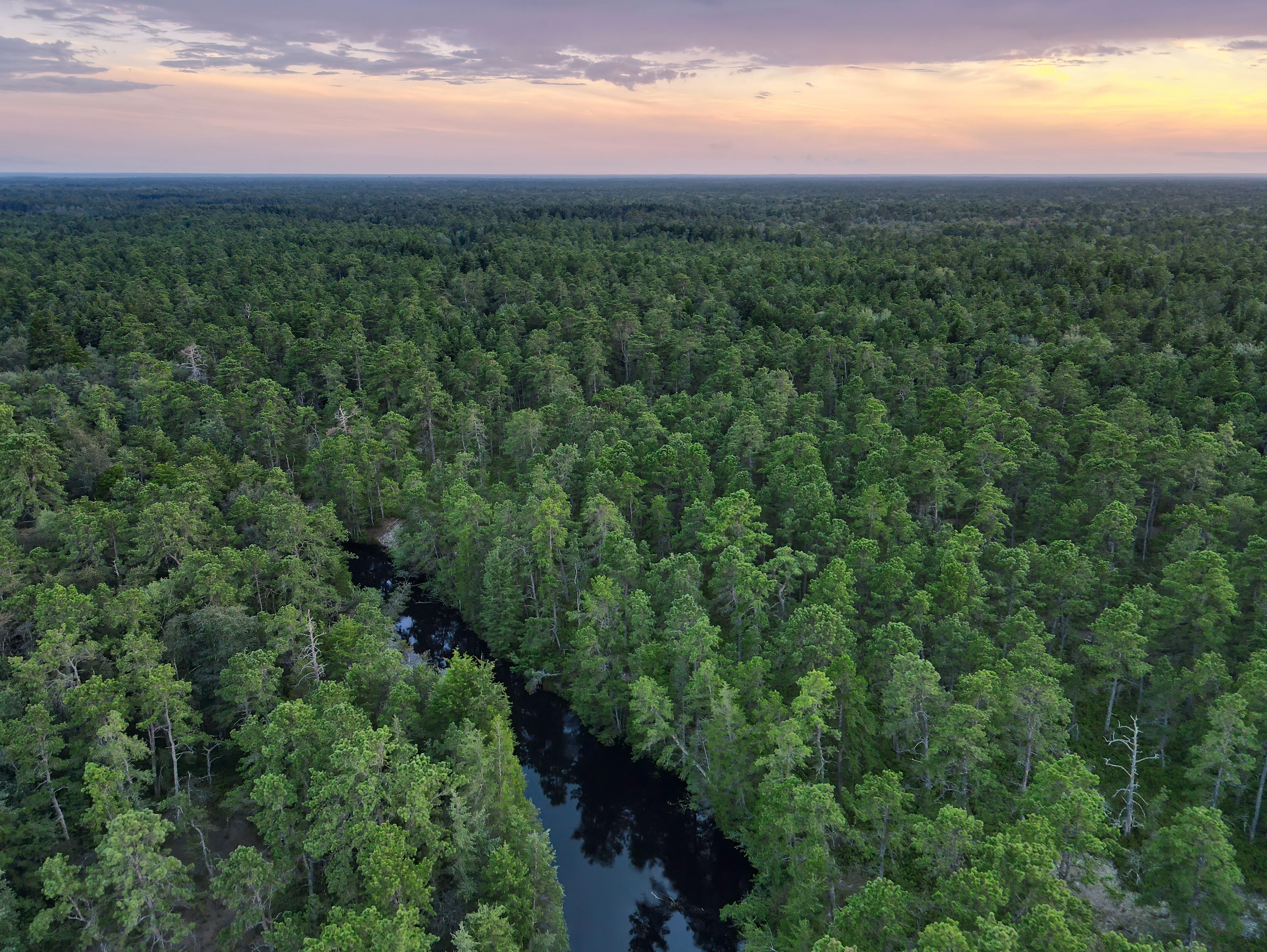 Aerial view of tall trees in a dense forest.