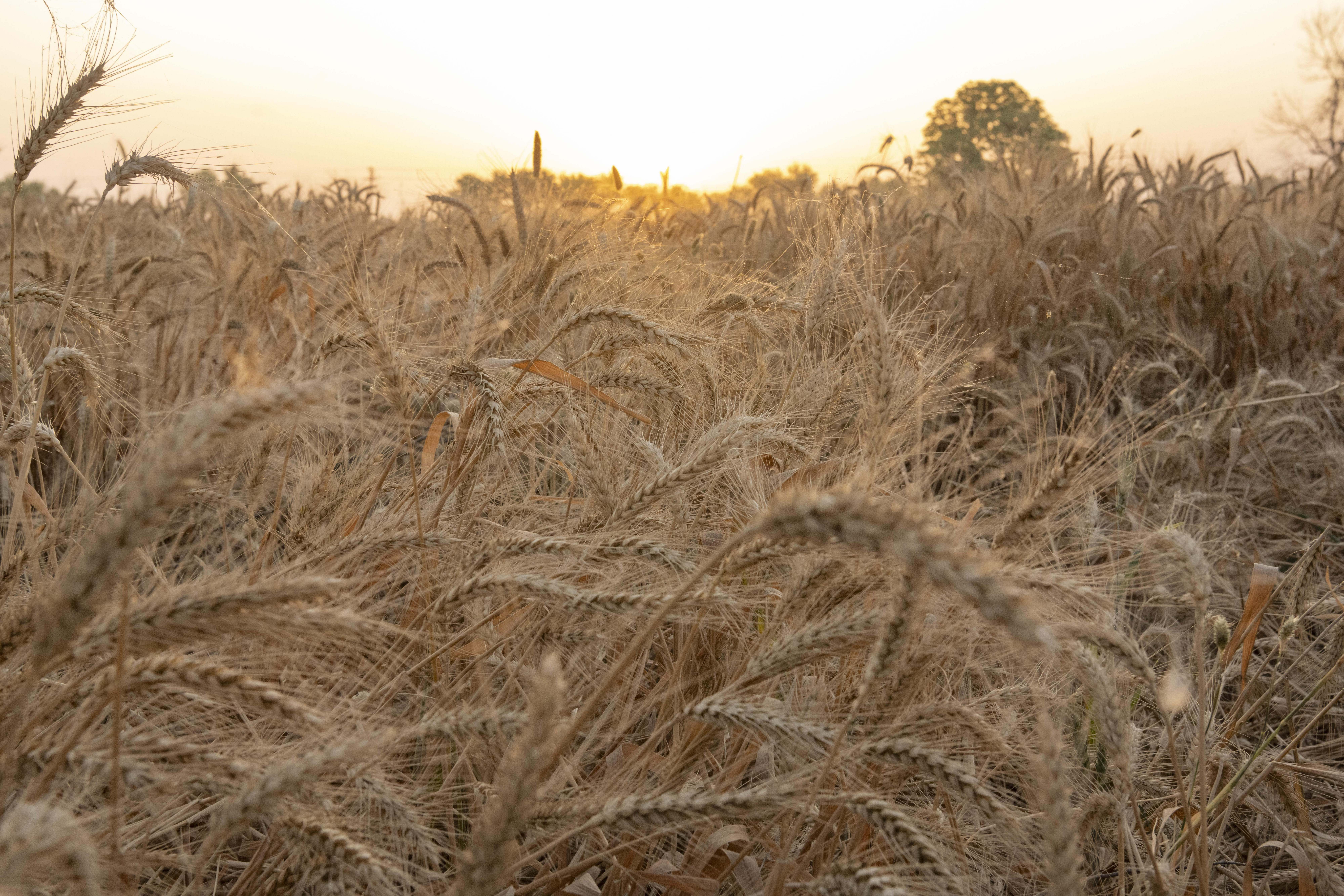 a wheat field at sunset
