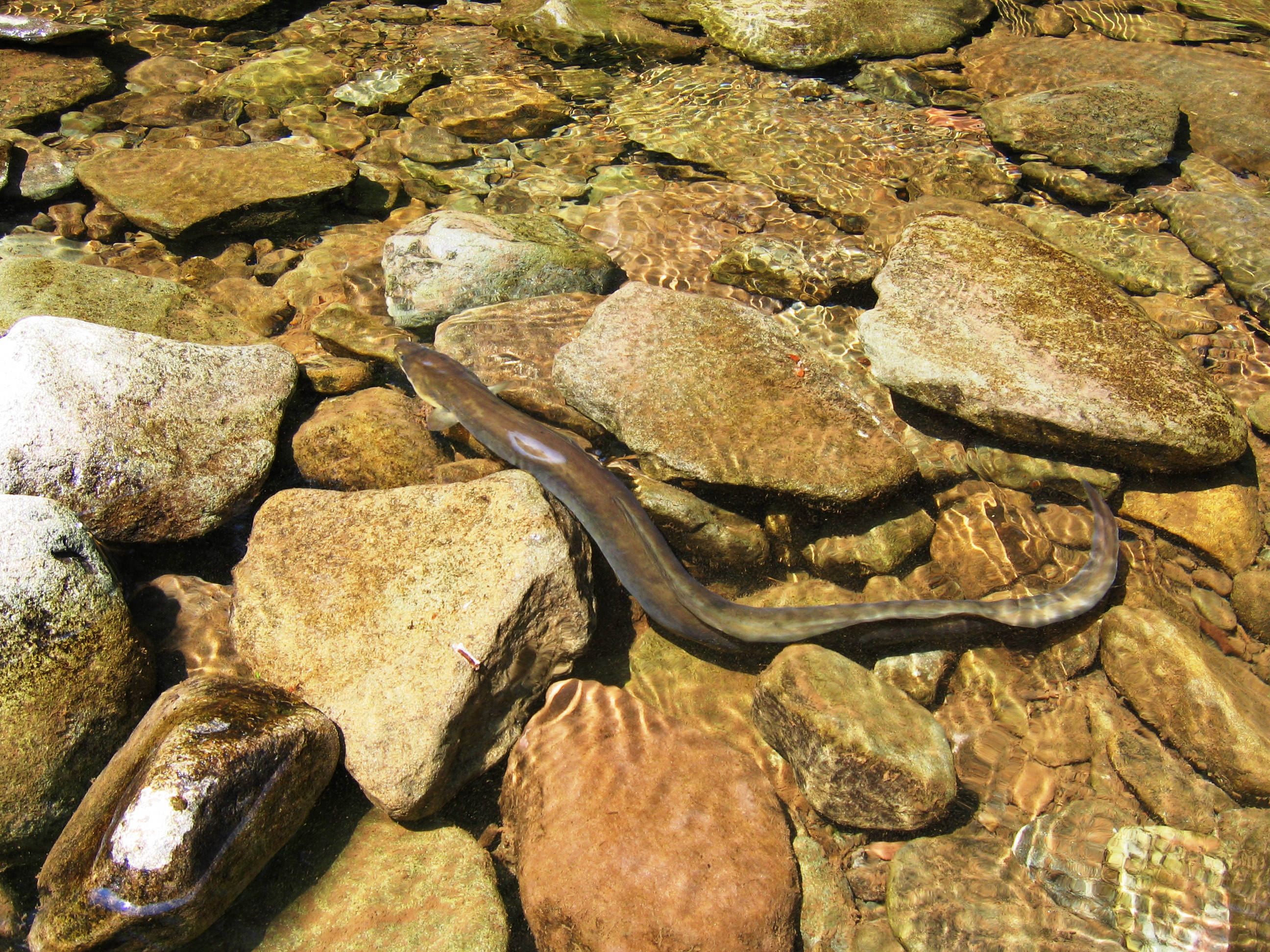 A long eel sits in a shallow body of water.