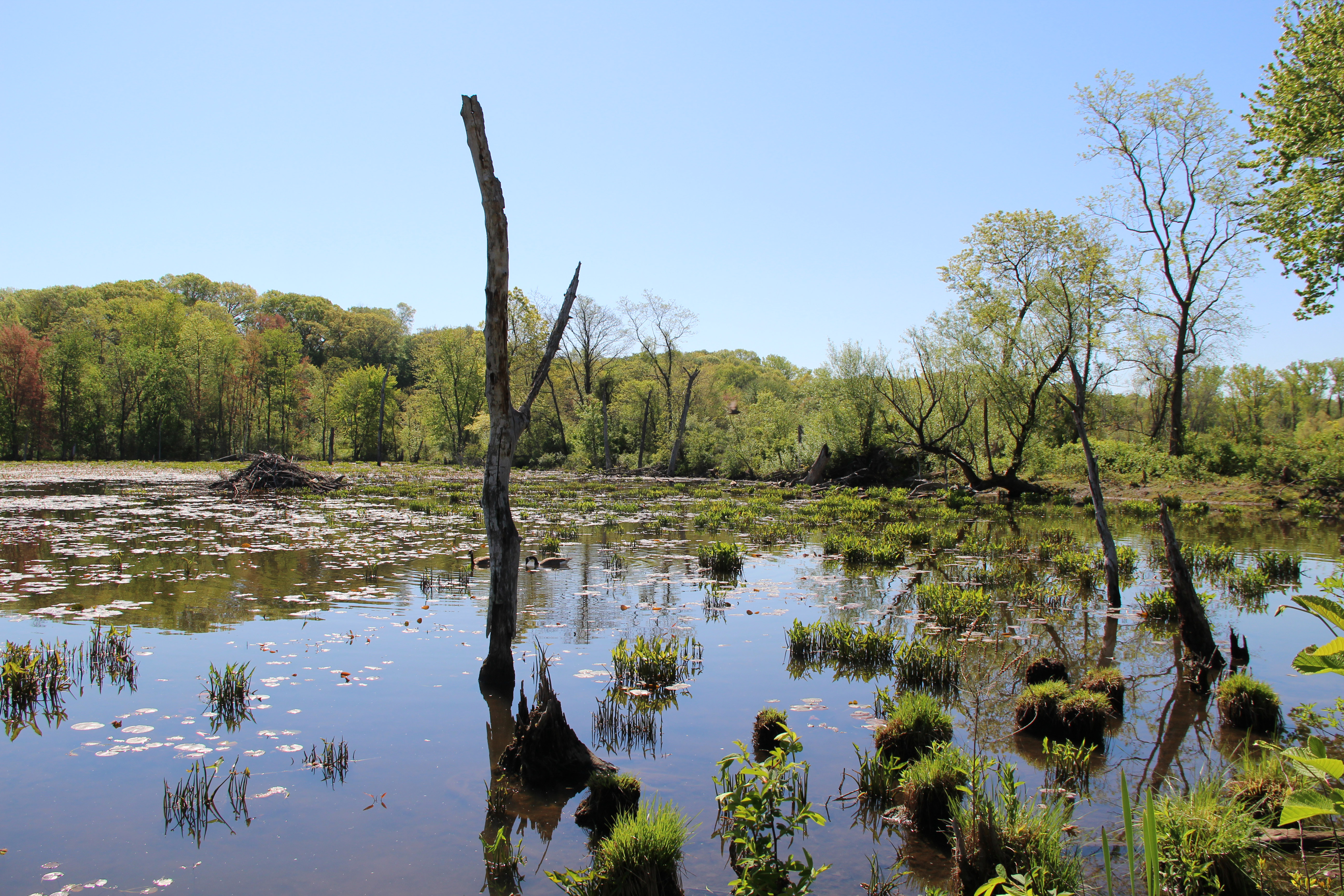 A wetland area with trees and blue skies behind it.