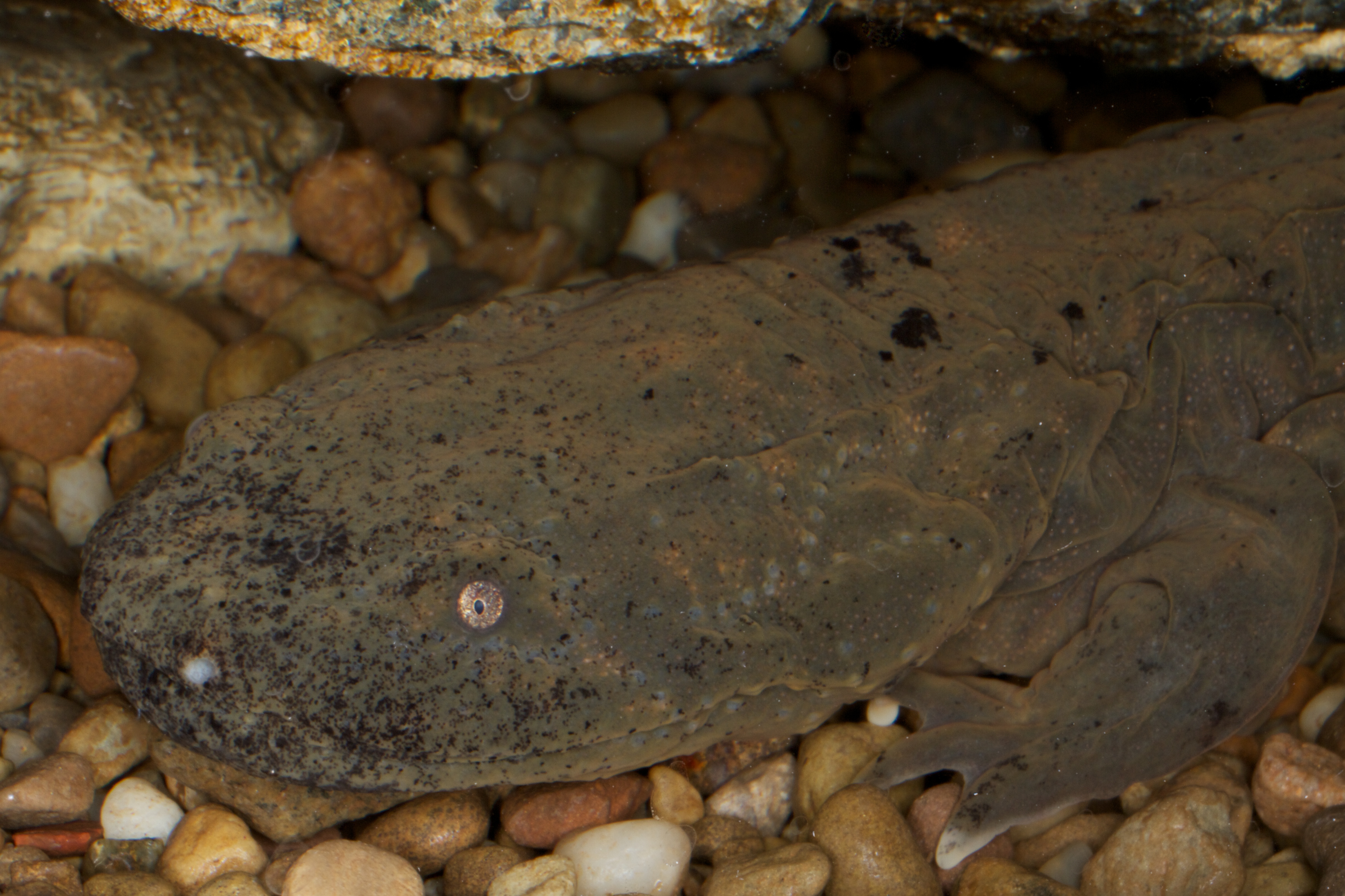 Head of a large brown salamander.