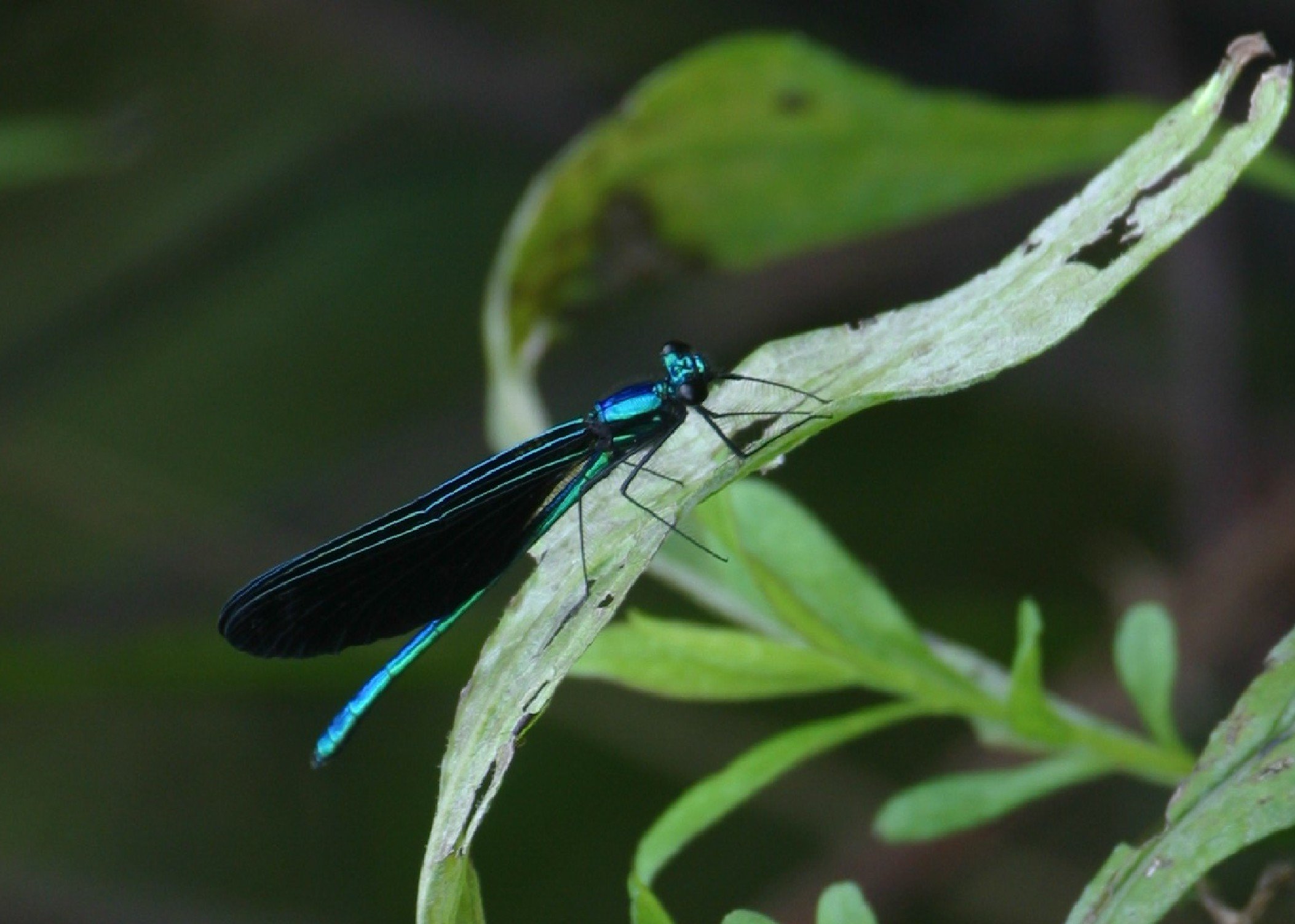 An iridescent green and blue insects sits on a leaf.