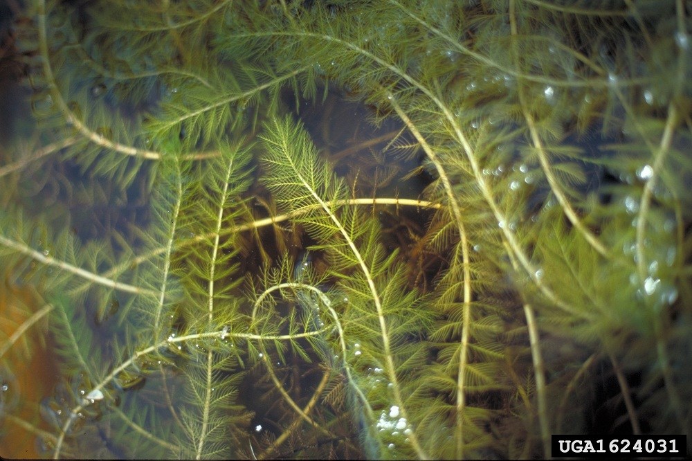 Closeup of Eurasian milfoil in water.
