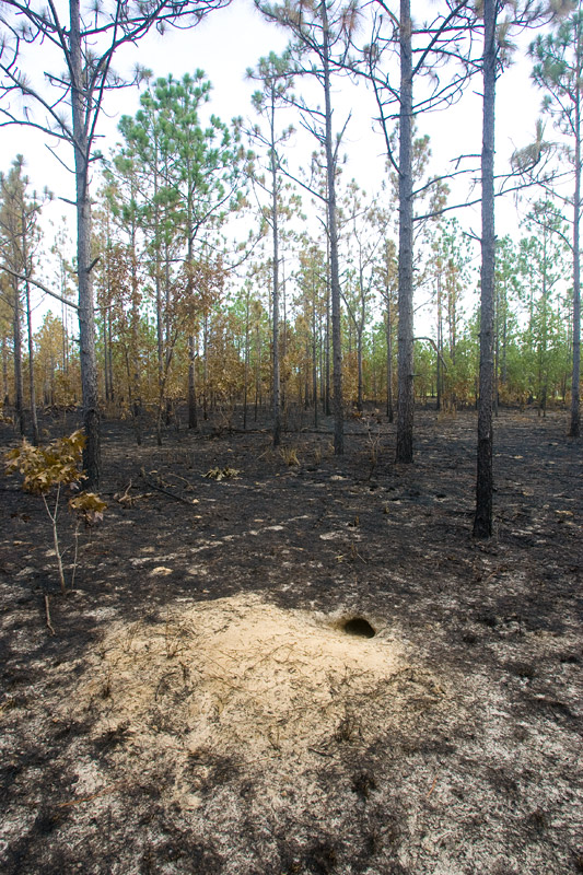 A gopher tortoise burrow after fire in longleaf forest.