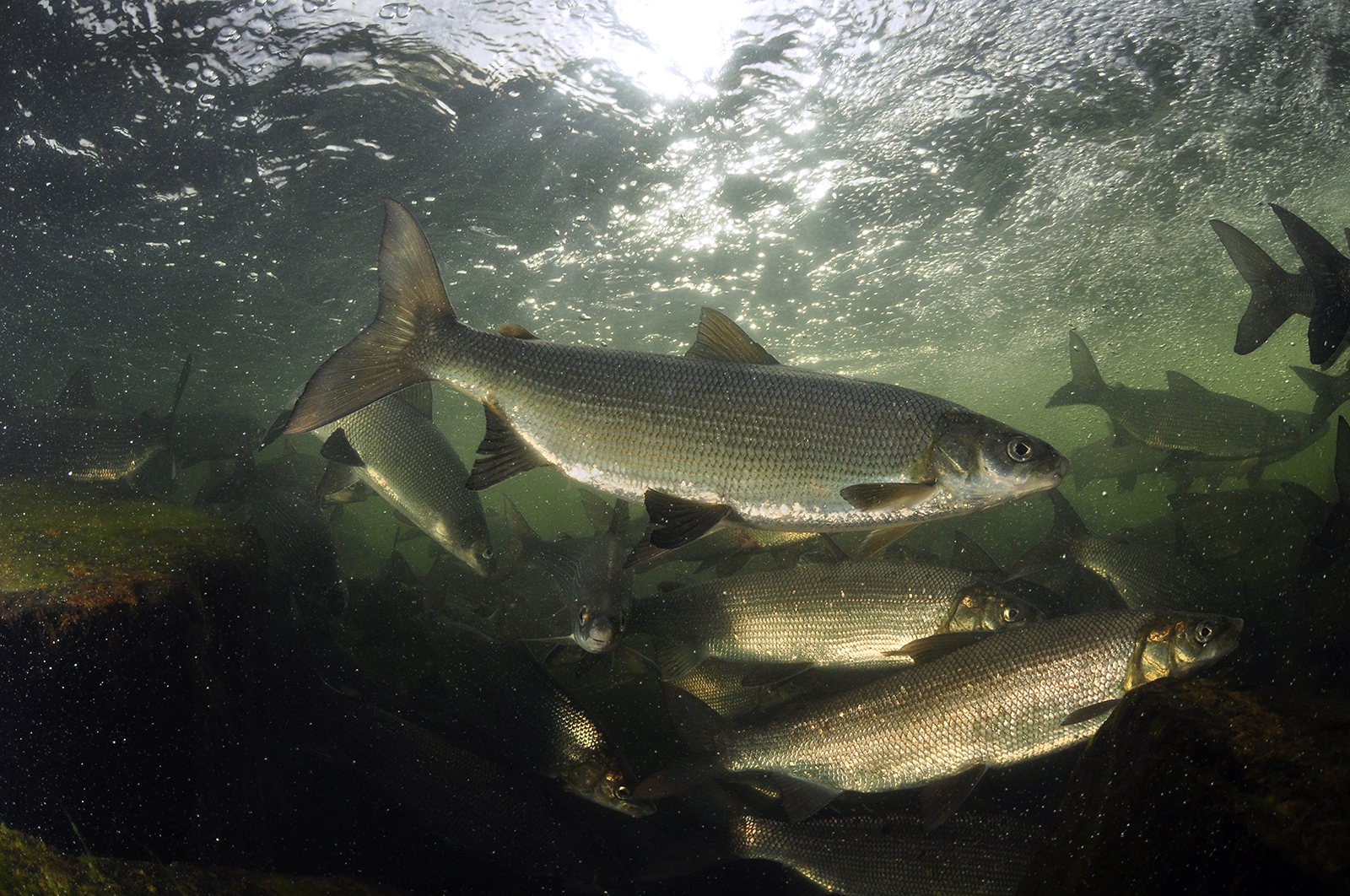 Underwater view of a large school of whitefish, large, shiny silver fish.
