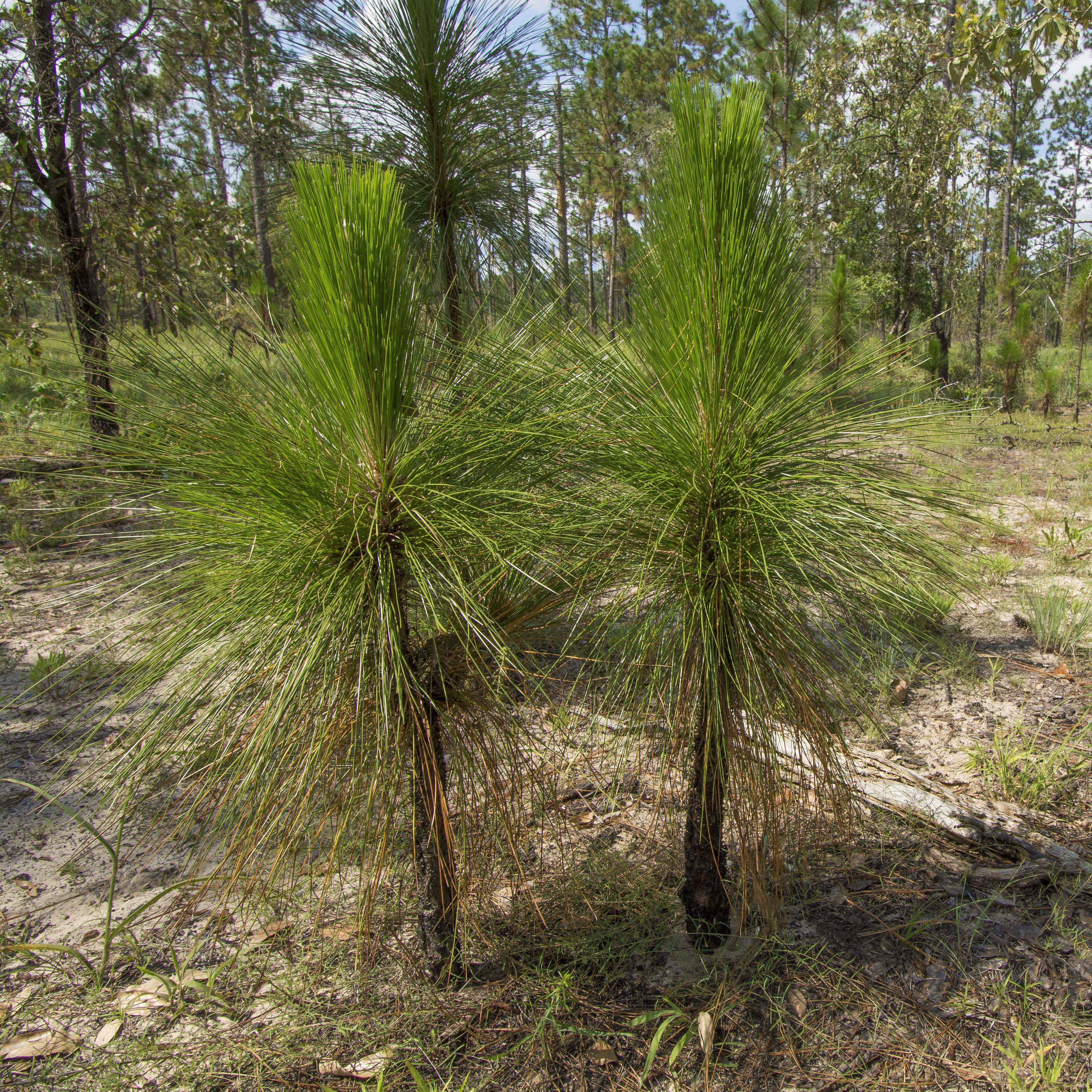 Two pine tree seedlings with thick, green needles.
