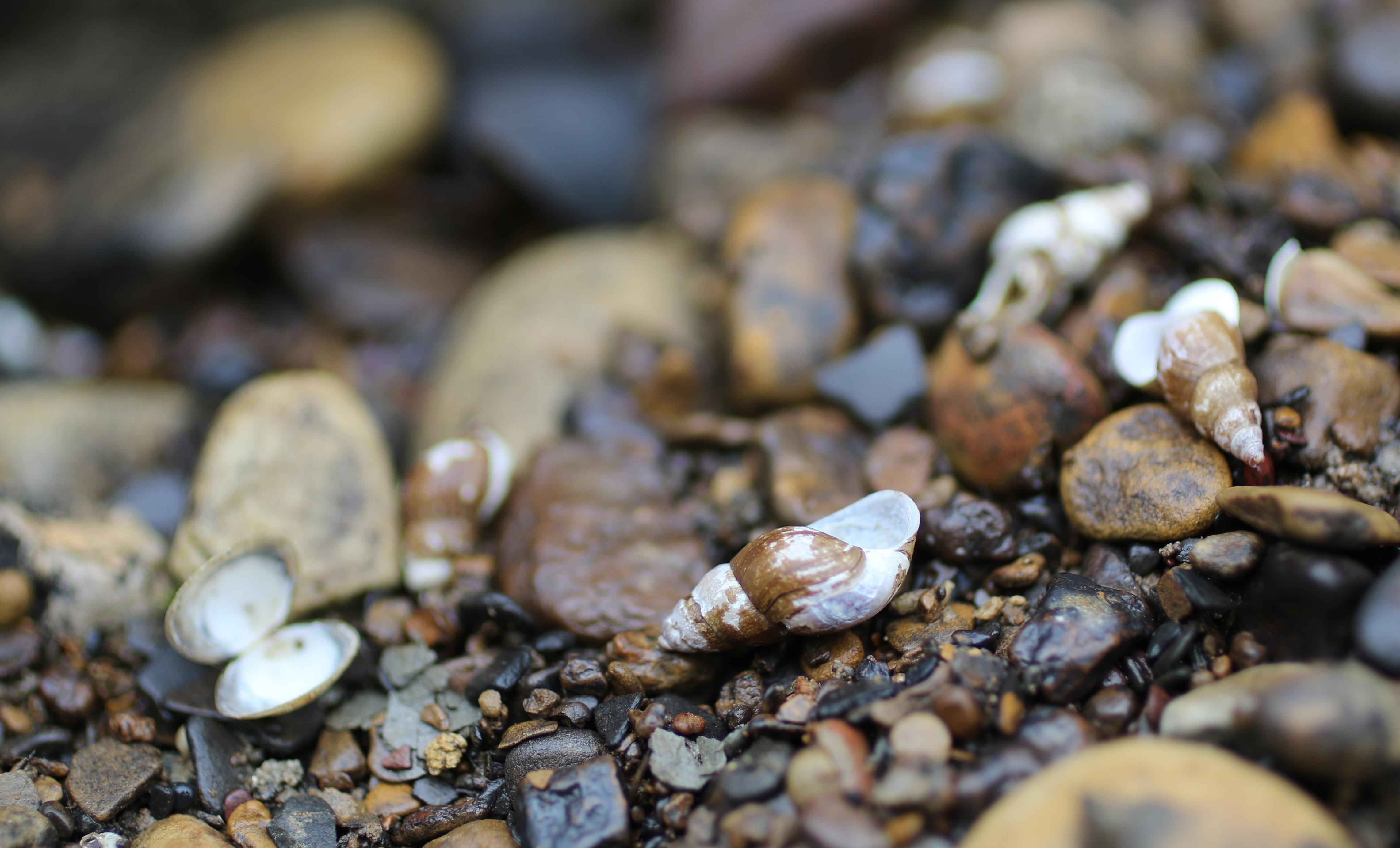 A close-up of shells and pebbles.