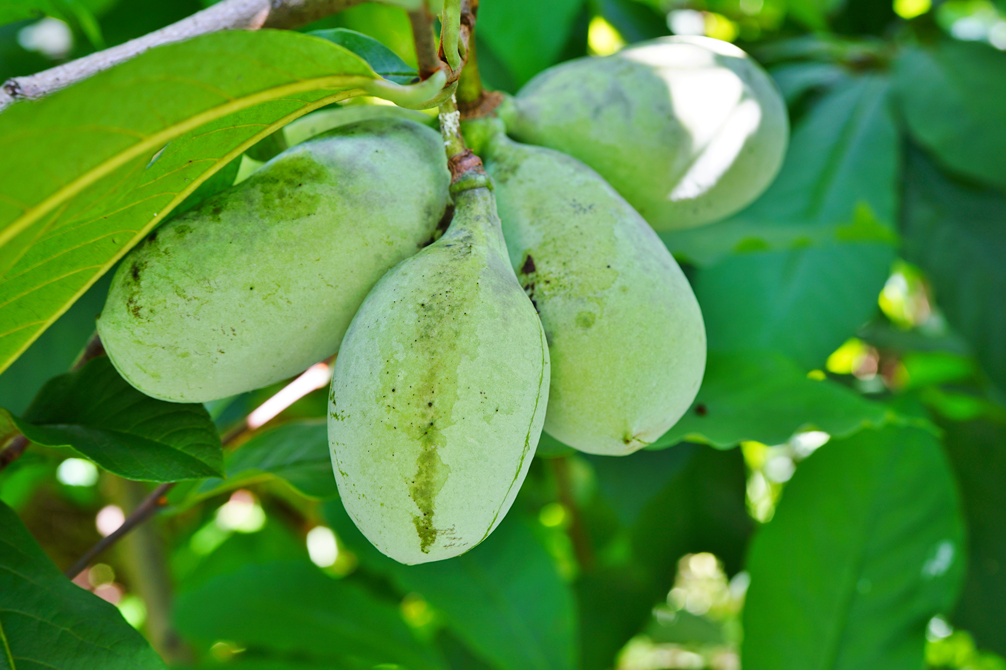 Four large bulbous green fruits on a tree.
