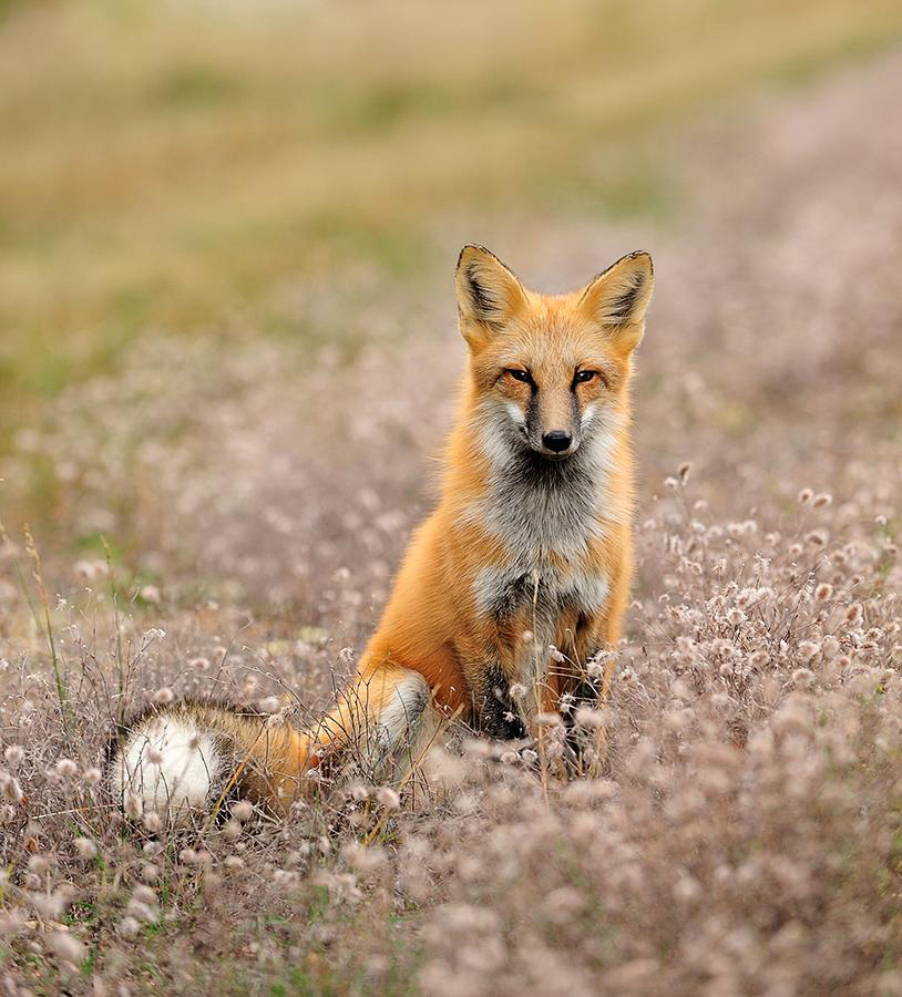 A red fox sits in a field in Minnesota.