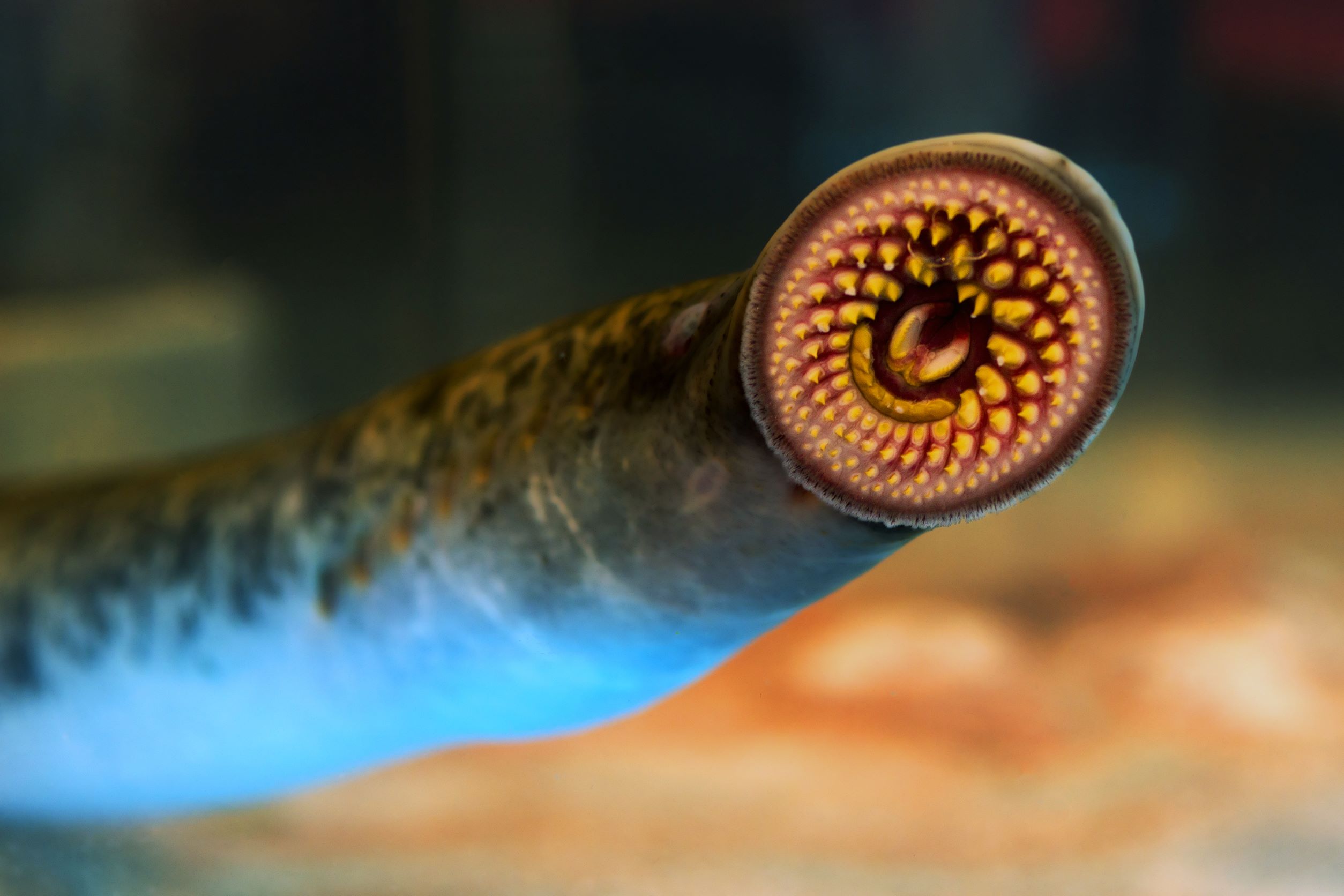 A close-up of a sea lamprey against a glass tank.