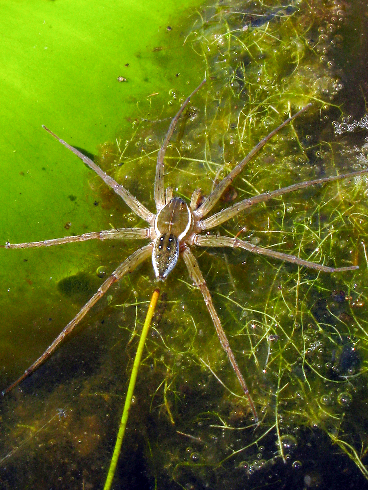 A spider hunts underwater in a stream.