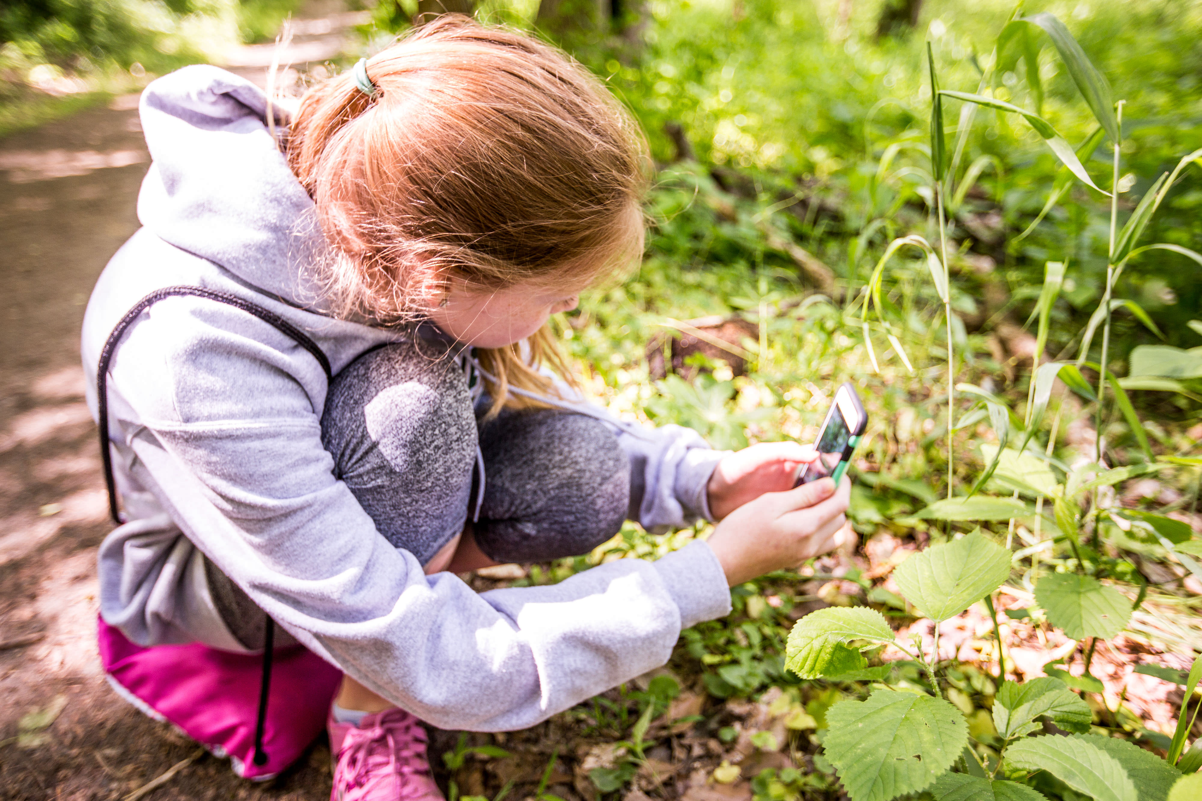 Young person using phone to identify plant species.
