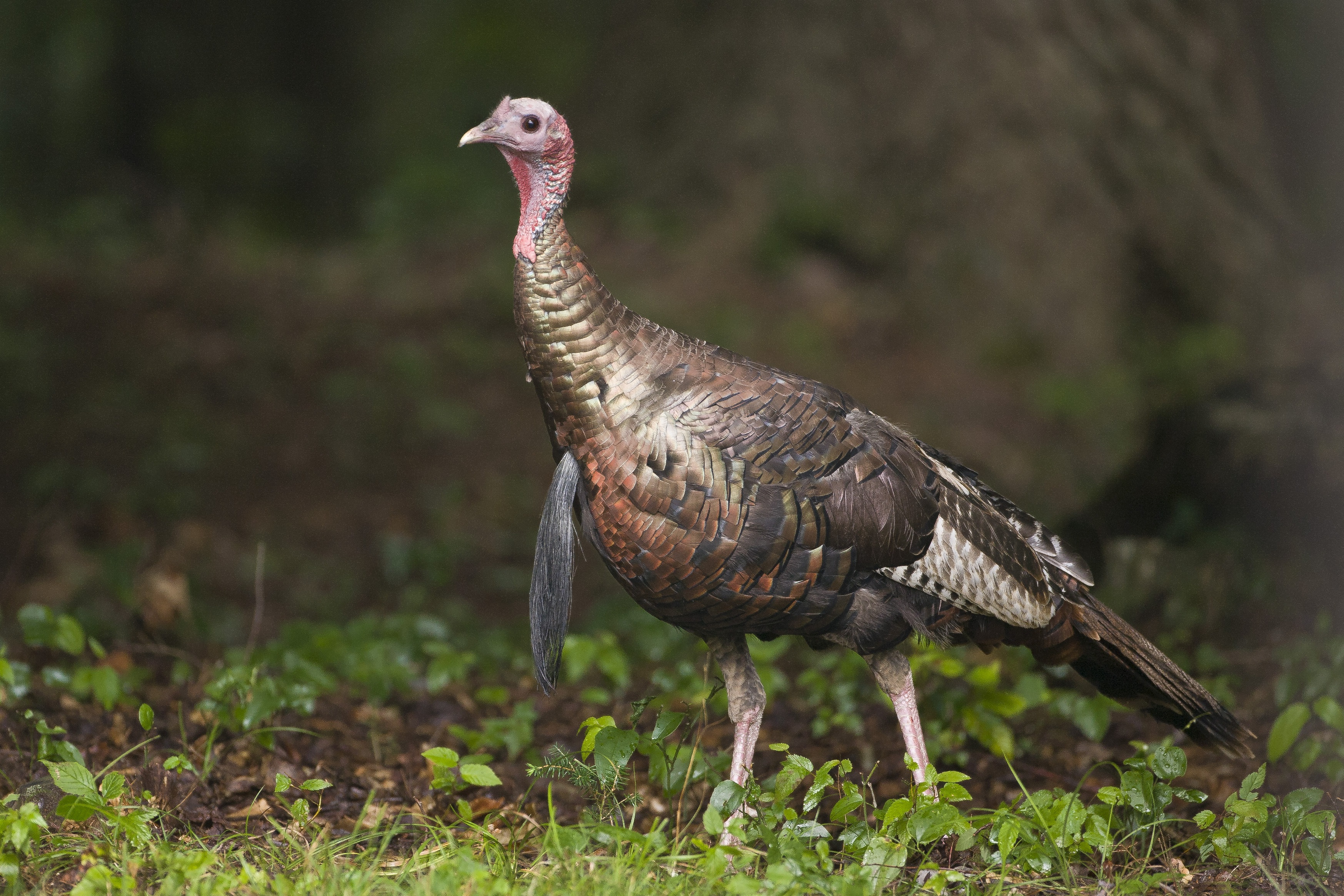A male turkey with a prominent beard.