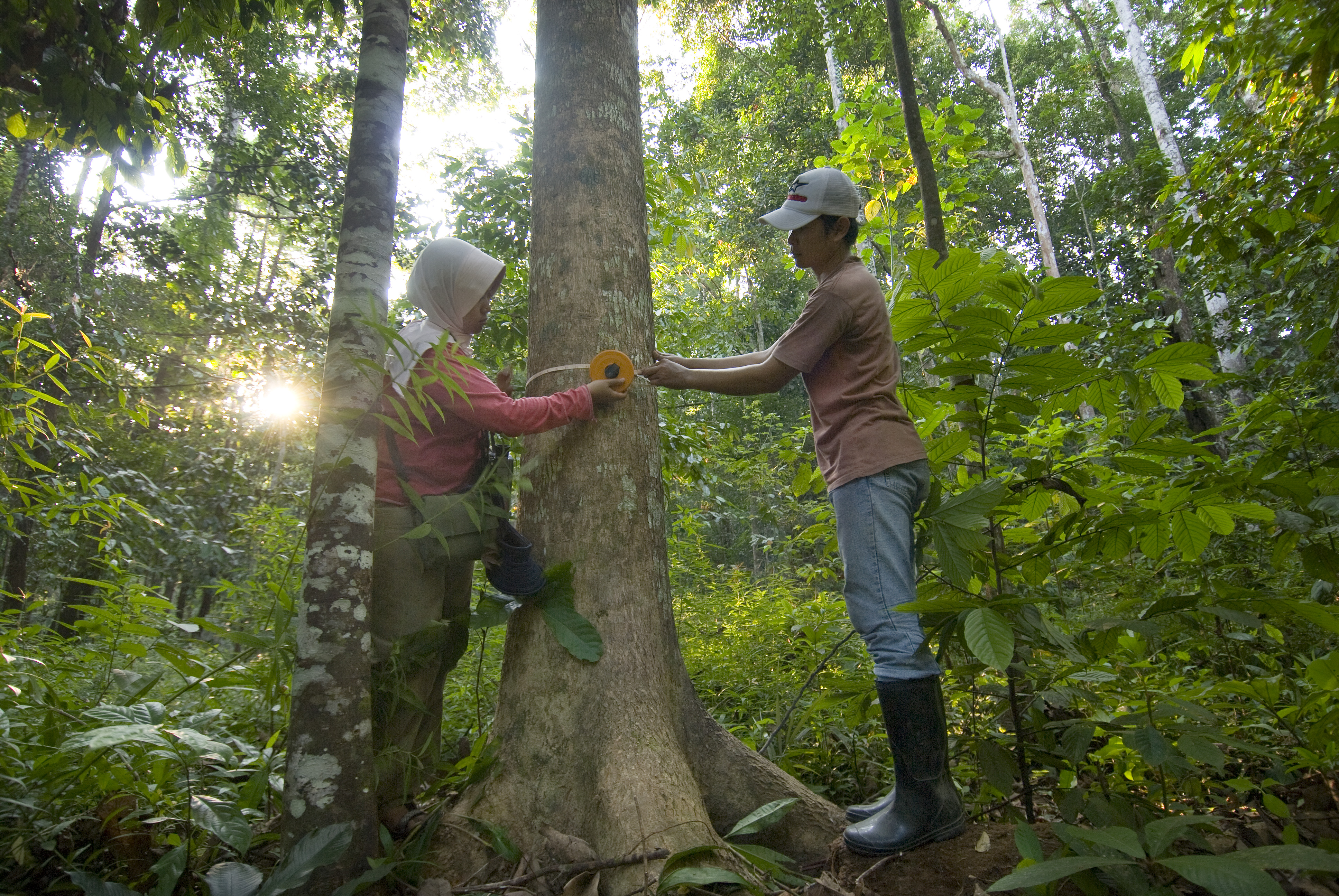 Two people measure the circumference of a tree trunk.