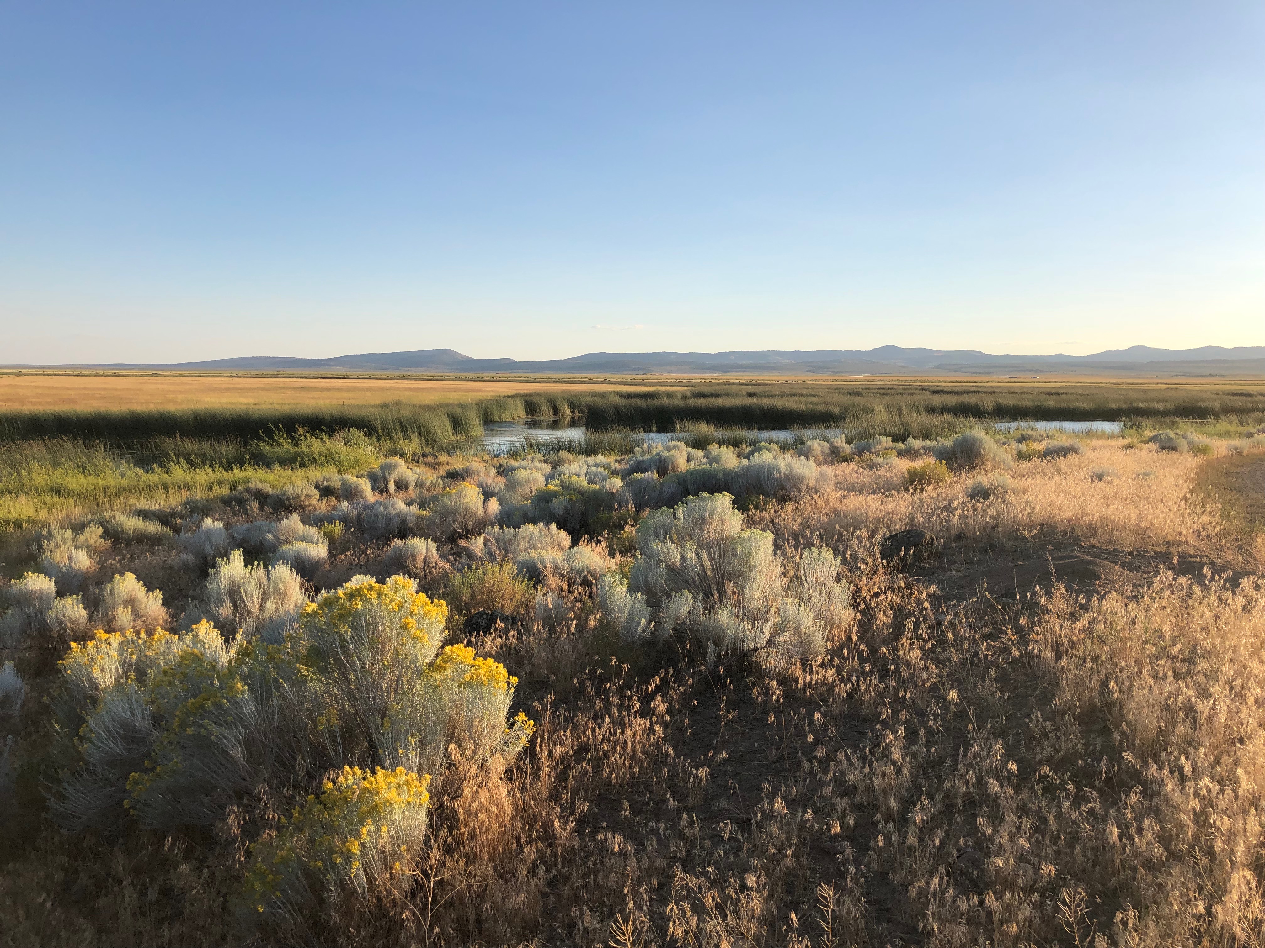 A field of sagebrush.