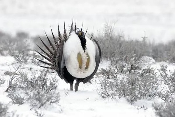 A male sage grouse displays in a snowy field. 