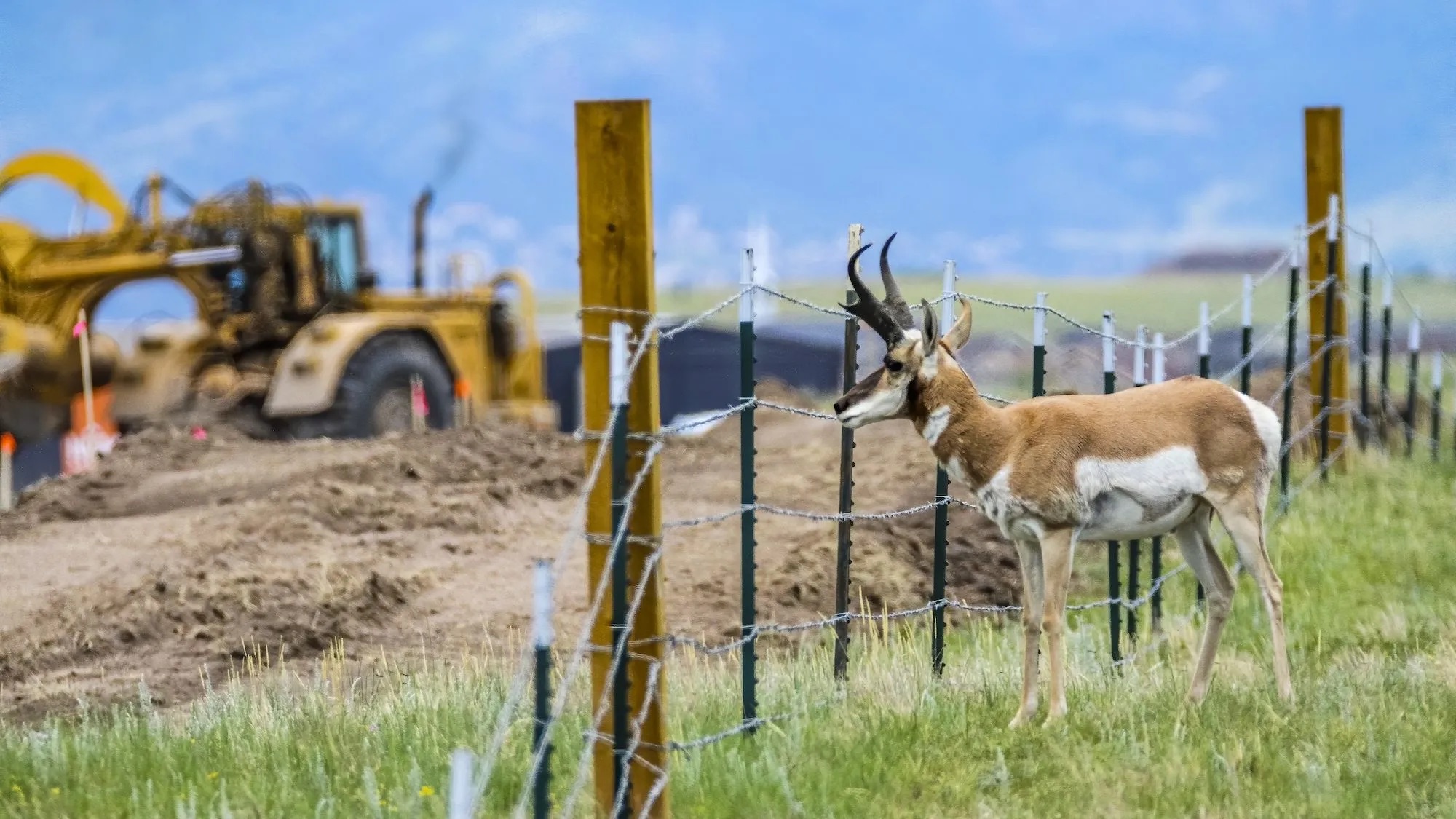 A pronghorn antelope stands in front of a barbed wire fence, looking at the construction equipment beyond. 