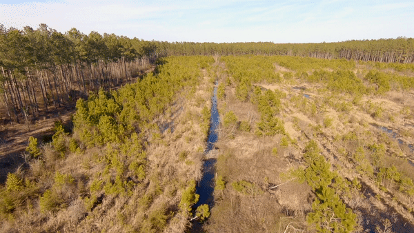 Animated gif looping an aerial scan of a young forest of Atlantic white cedar trees.