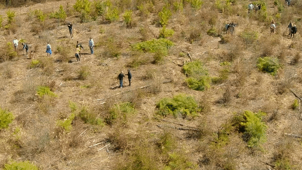 Animated gif loop of a wide aerial view of students spread across an open field planting Atlantic white cedar trees.