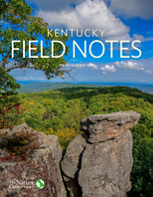 A rocky outcrop frames a vast forested valley.