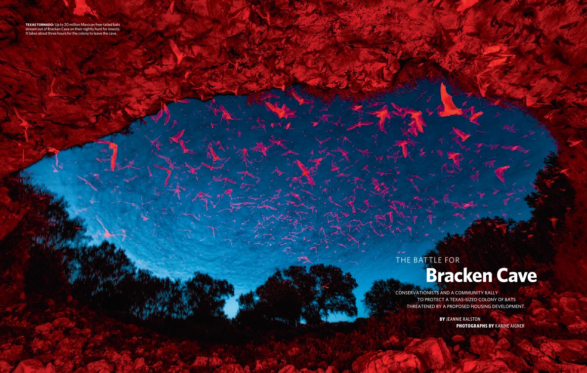 Nature Conservancy Mag Fall 2015 excerpt on Bracken Bats