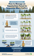 Managing forests to sequester more carbon.