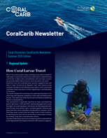 CoralCarib Newsletter Summer Edition 2025