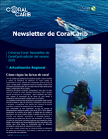 Boletín informativo de CoralCarib: Verano de 2025.
