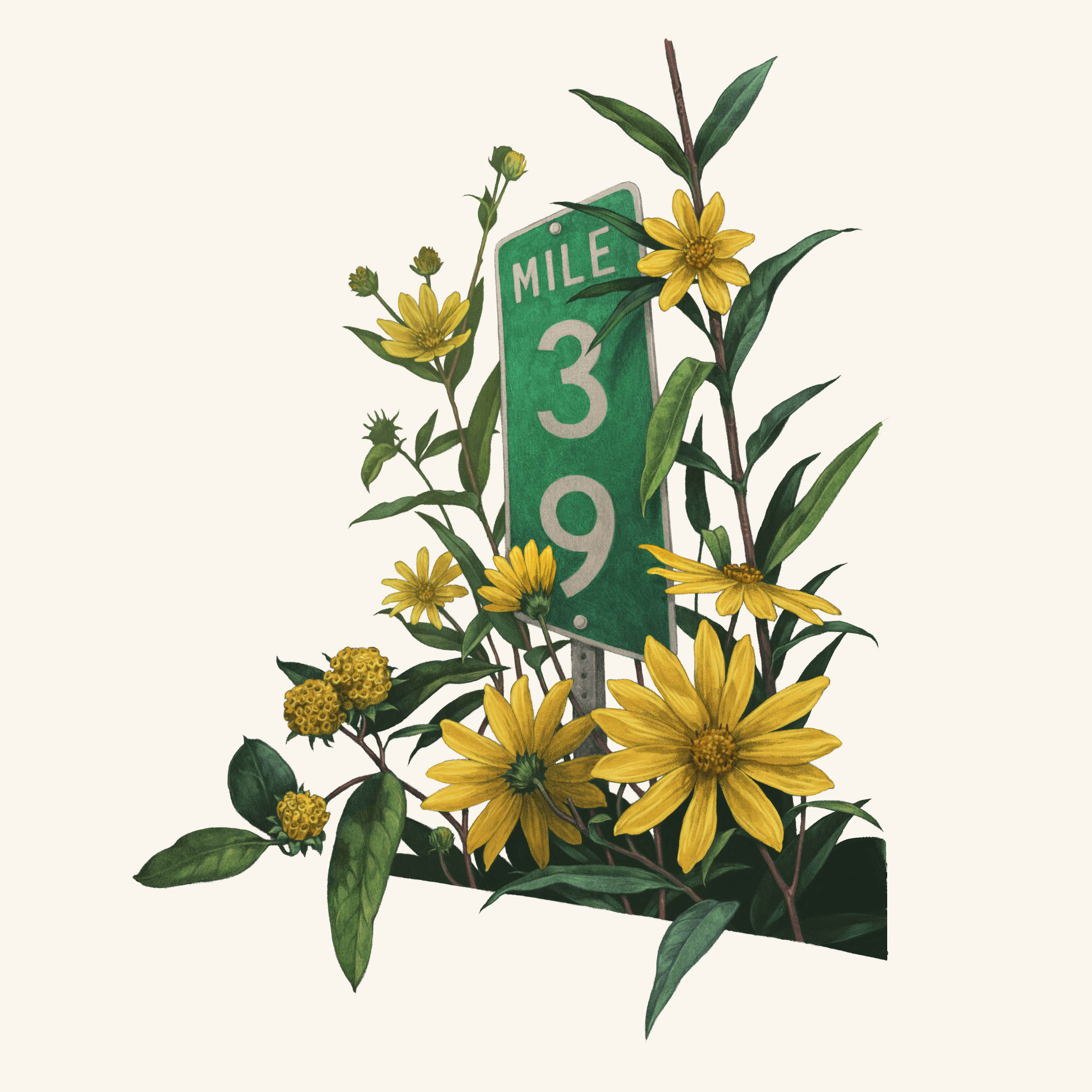 yellow flowers bloom next to a highway mile marker sign.