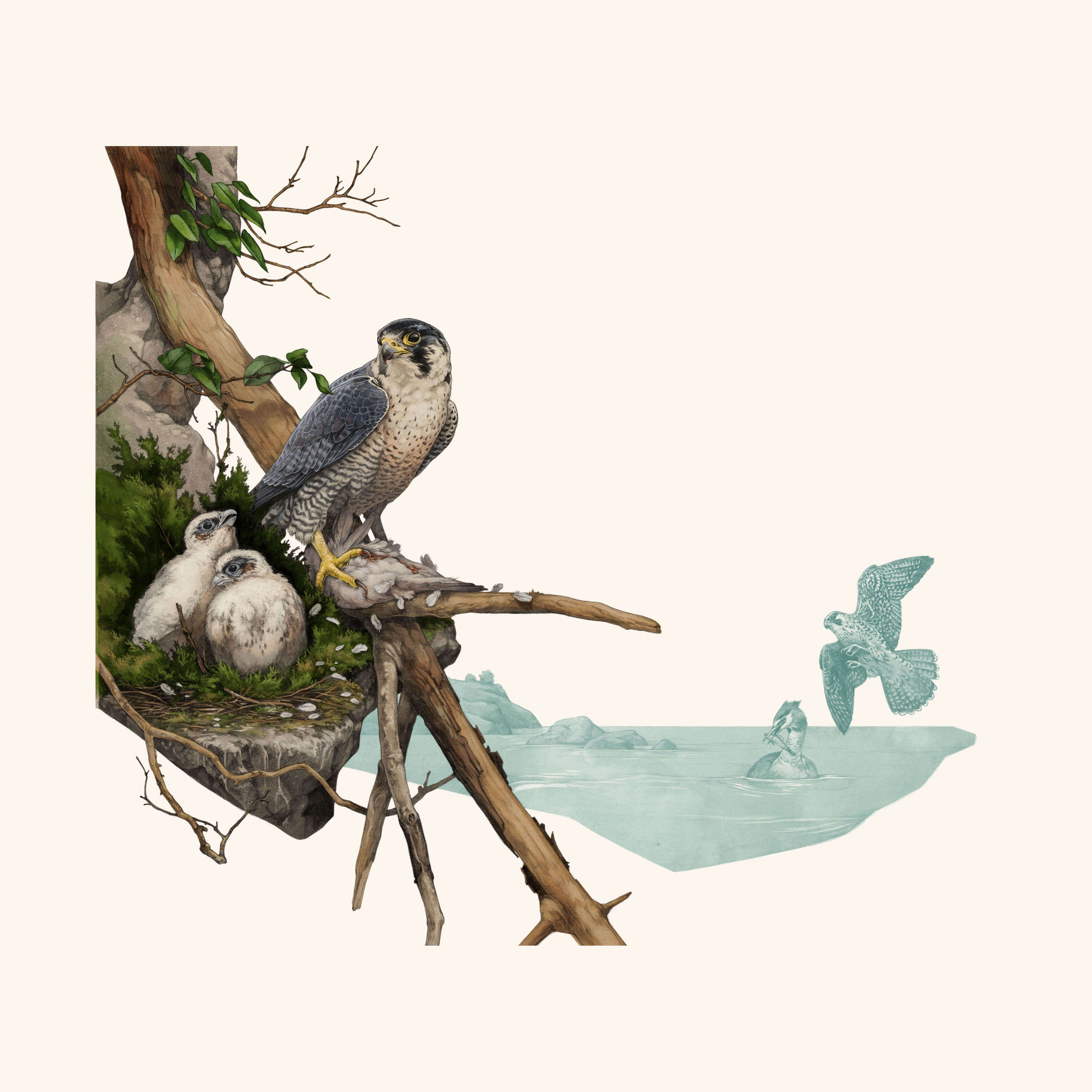 un halcón peregrino se sienta en una rama junto a un nido con dos pájaros jóvenes sentados en el nido.