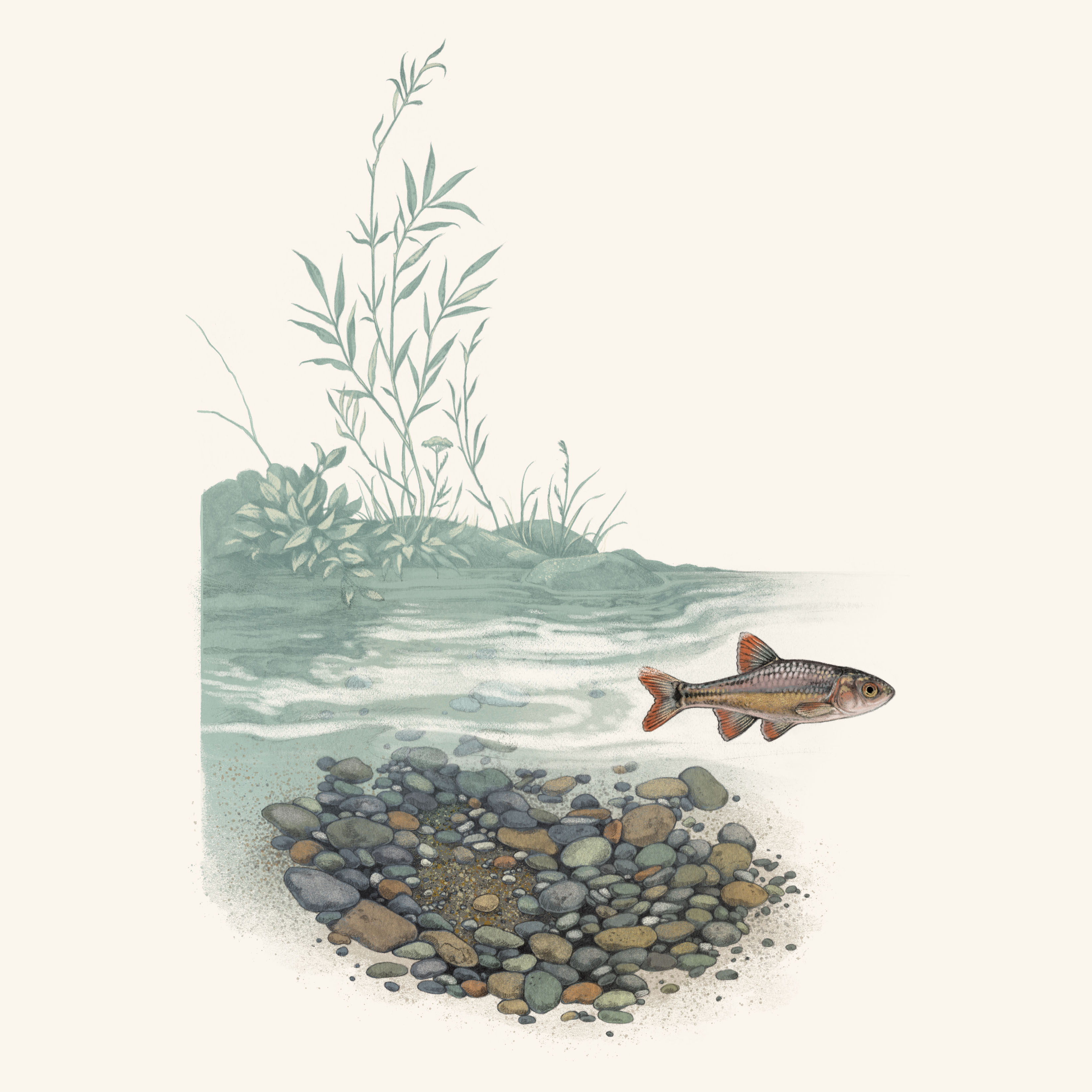 una ilustración de un pez nadando en un charco de agua con un sauce al fondo y guijarros debajo.