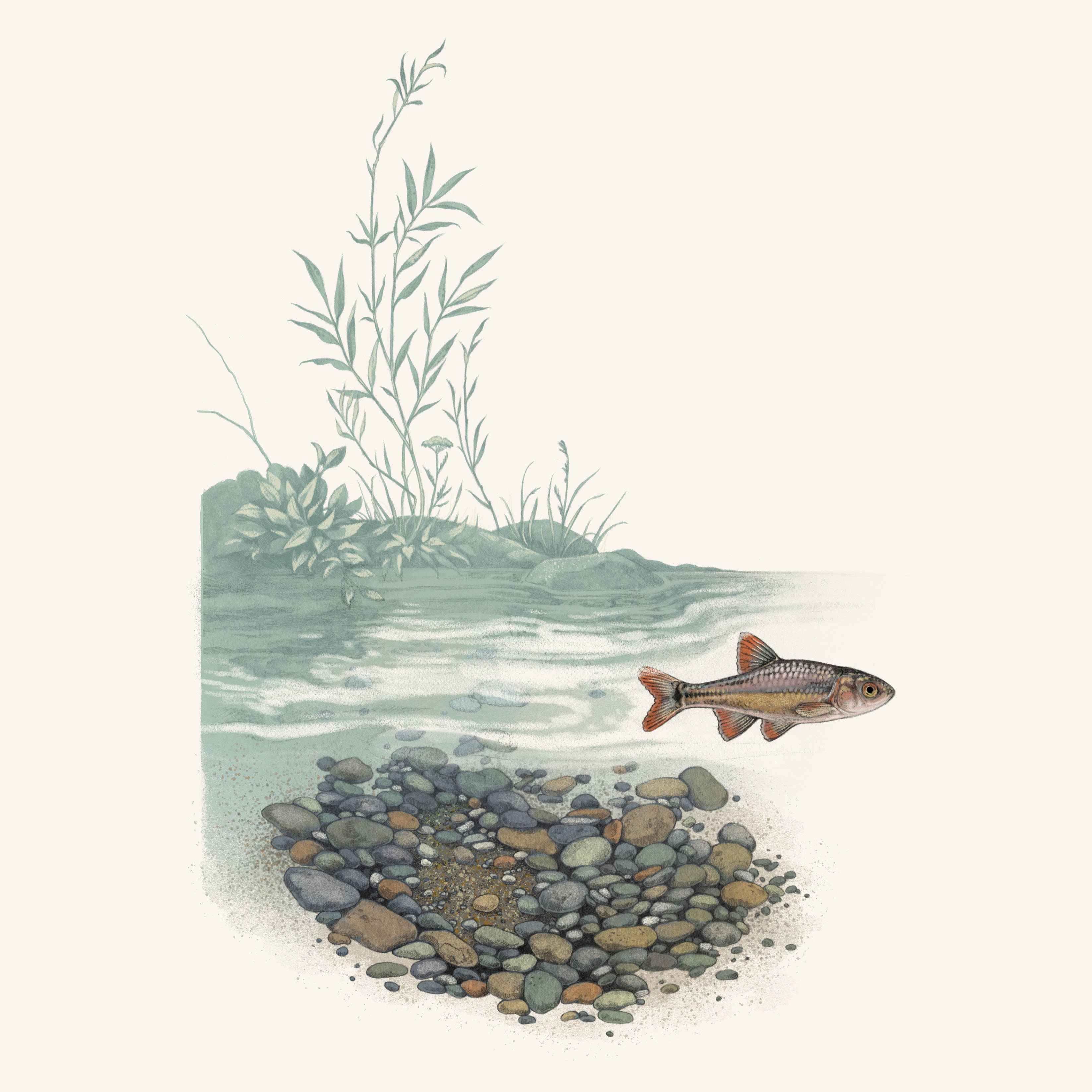 an illustration of a fish swimming in a pool of water with a willow in the background and pebbles underneath.