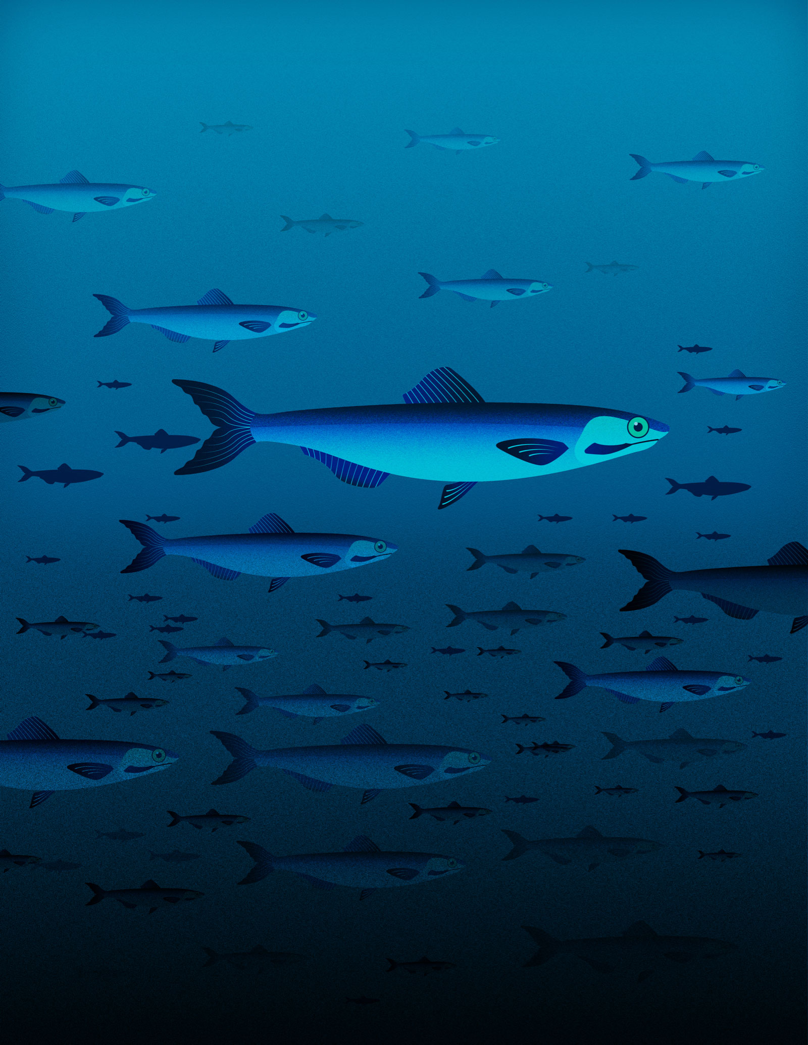 Graphic design illustration of mackerel fish in a sea getting more populous at the bottom.