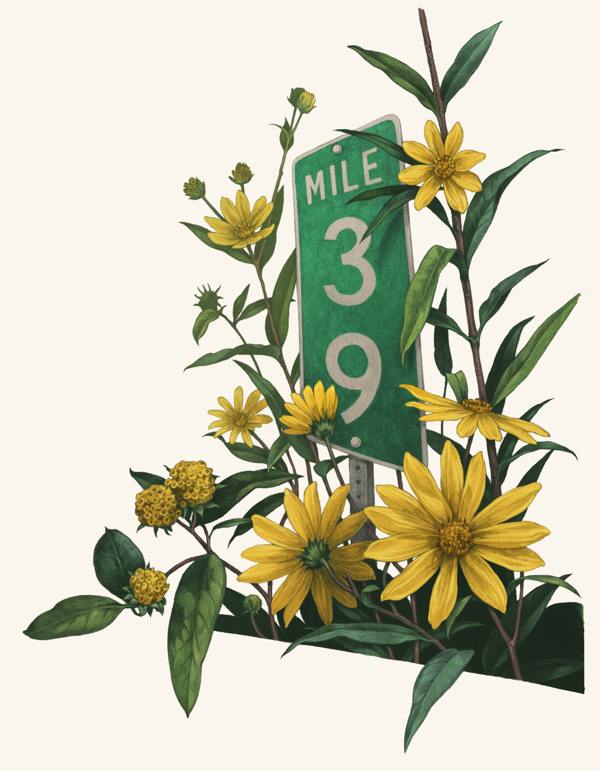 yellow flowers bloom next to a highway mile marker sign.