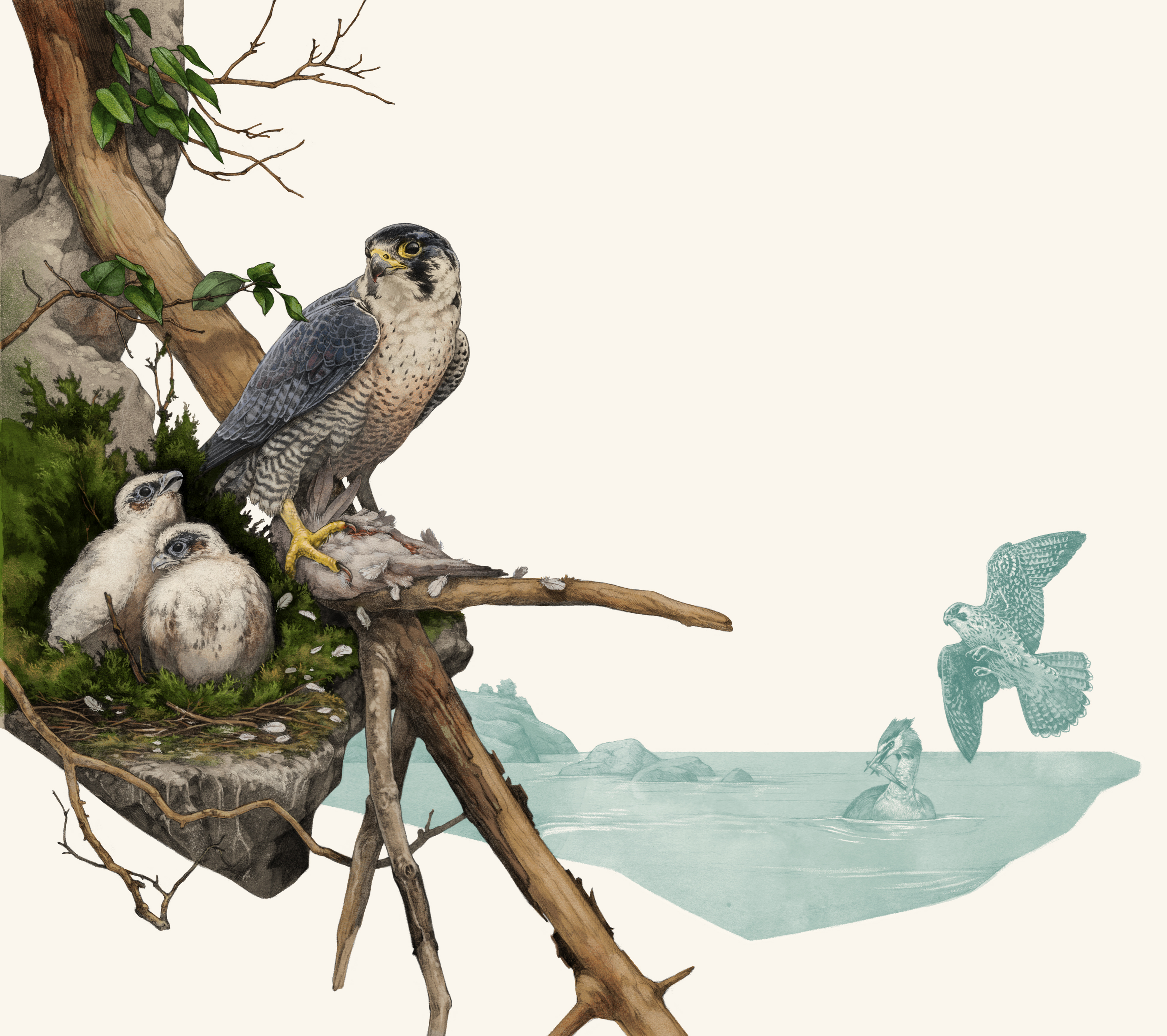 a peregrine falcon sits on a branch next to a nest with two young birds sitting in the nest.
