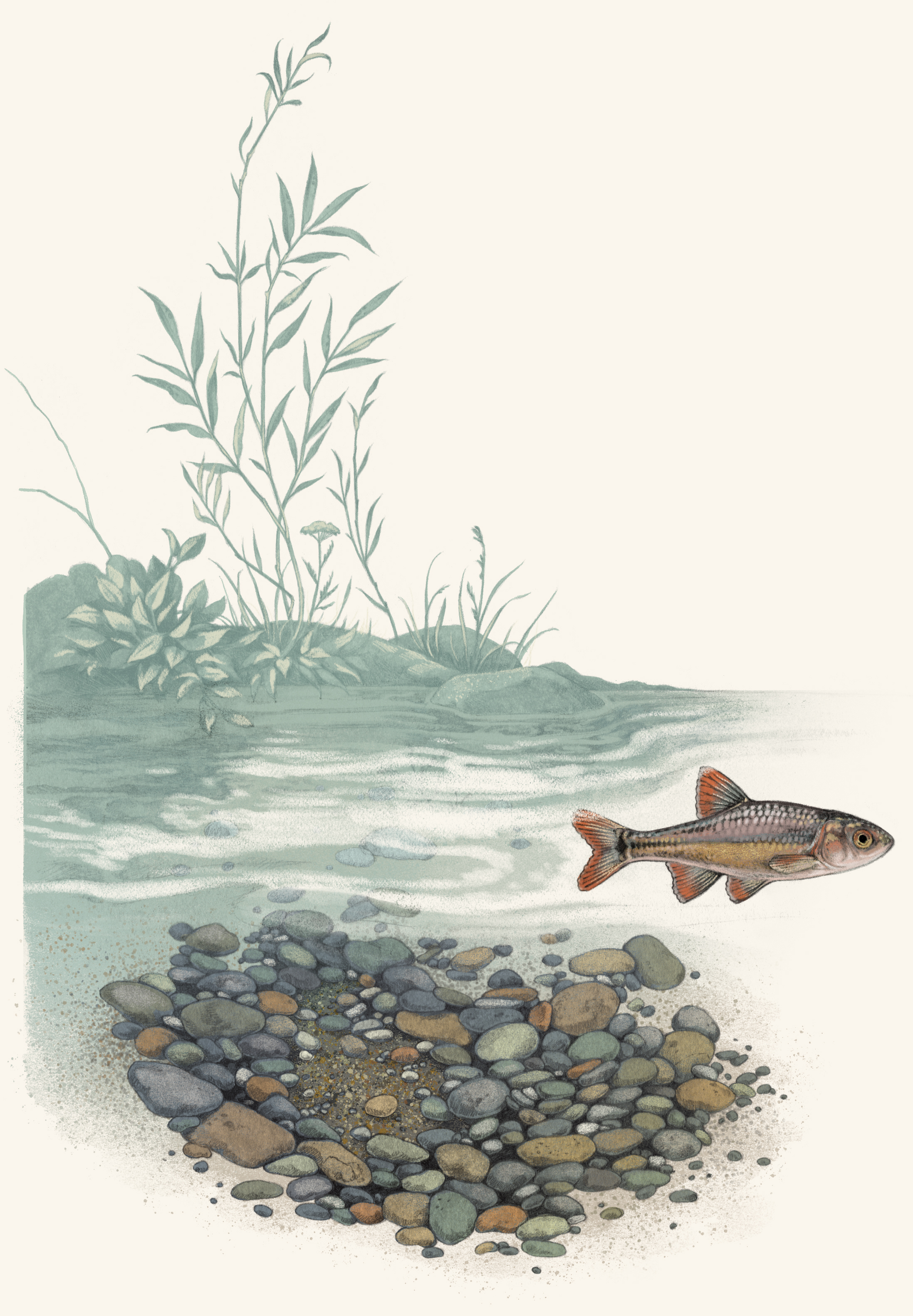 an illustration of a fish swimming in a pool of water with a willow in the background and pebbles underneath.