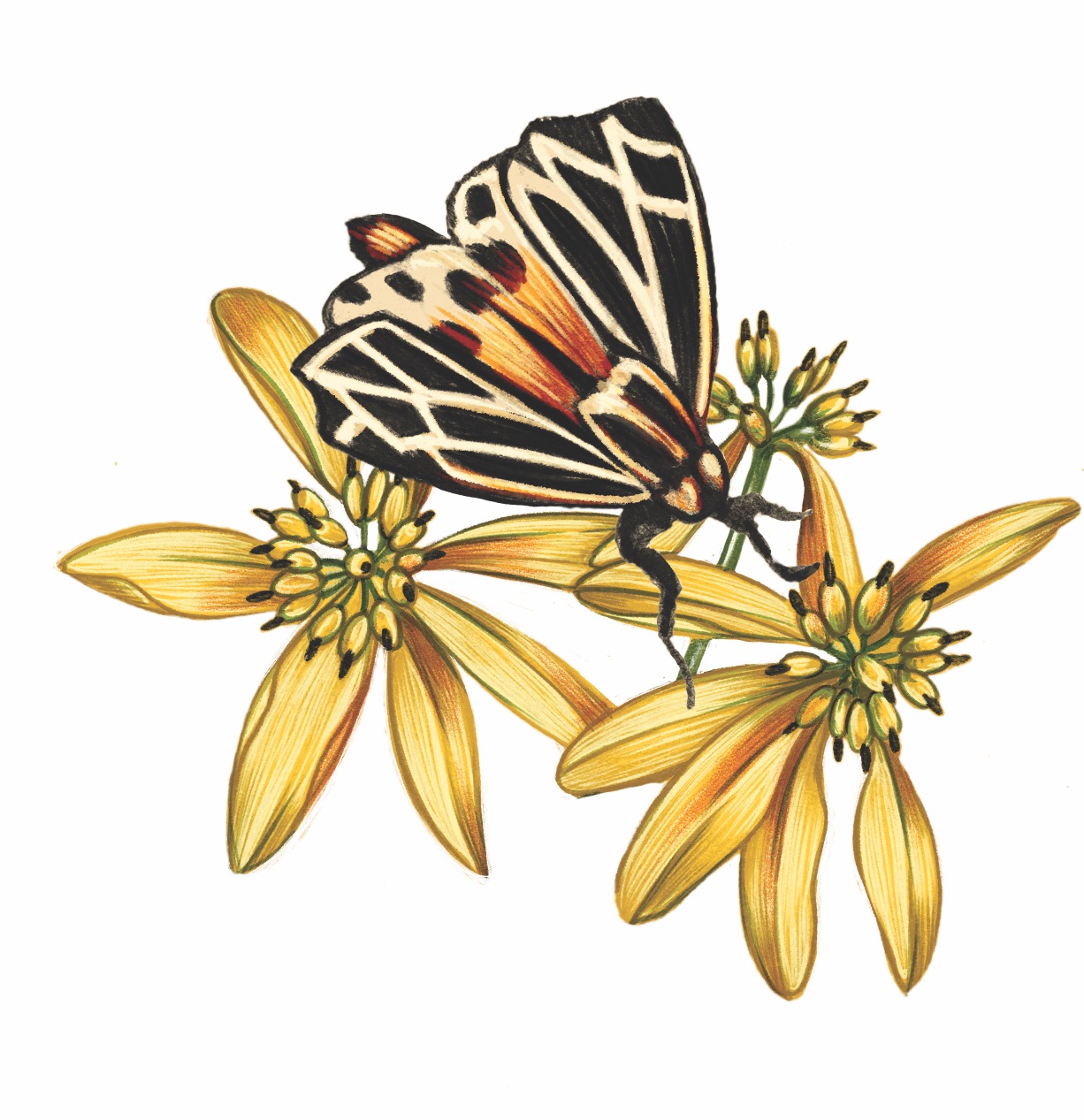 Planting For Pollinators Elegant watering can with flowers inside. planting for pollinators