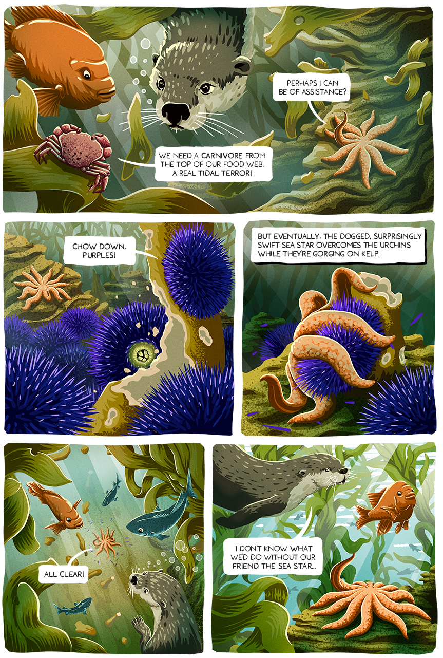 A comic tells the story of purple sea urchins taking over a kelp forest.