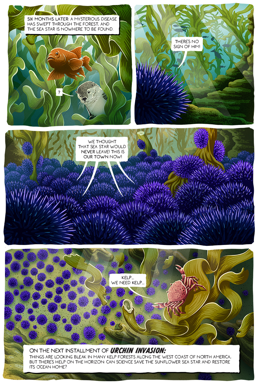 A comic tells the story of purple sea urchins taking over a kelp forest.