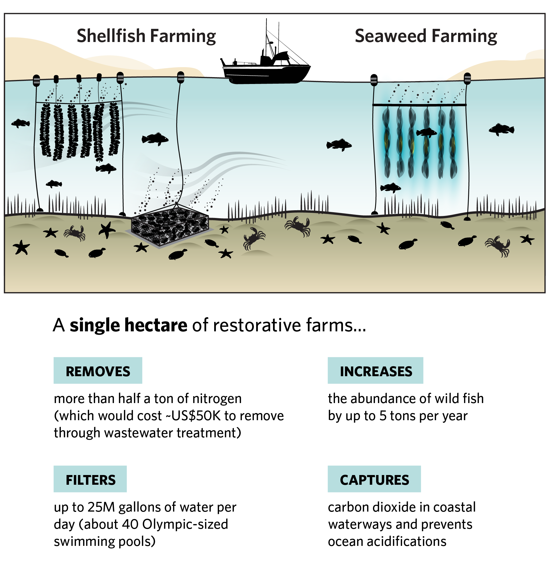 a graphic showing the benefits of restorative shellfish and seaweed farms