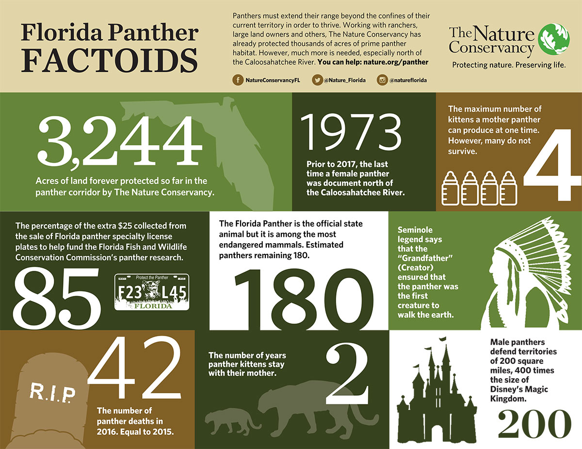 Help Save The Florida Panther