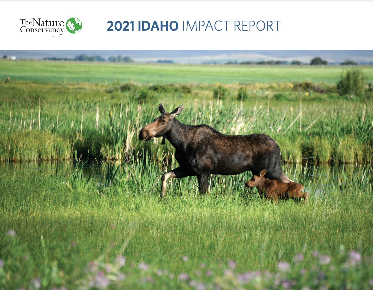 2021 Idaho Impact Report cover image of a Mooose.
