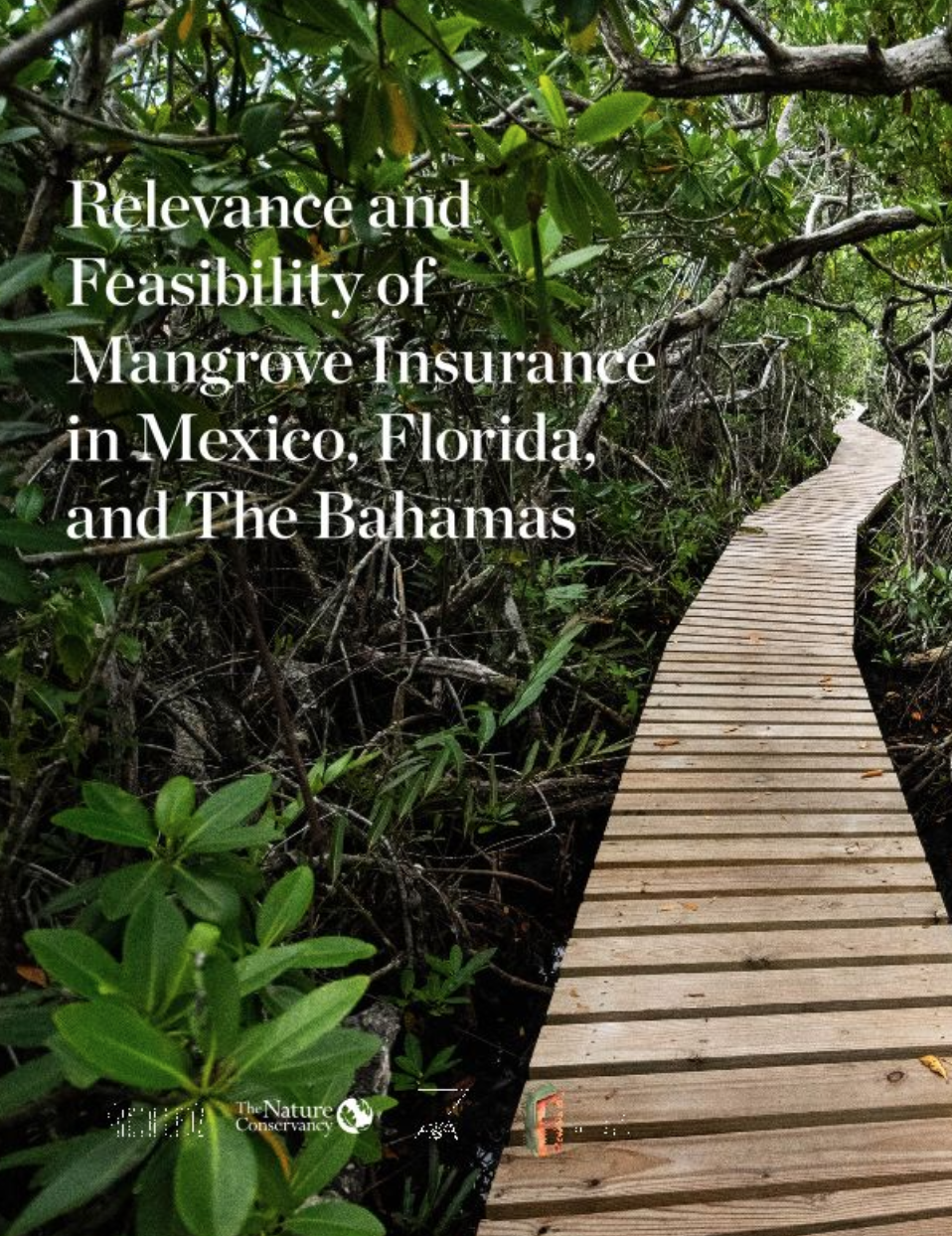 Boardwalk through mangroves curving out of sight in the distance with text that says Relevance and Feasibility of Mangrove Insurance in Mexico, Florida, and The Bahamas.