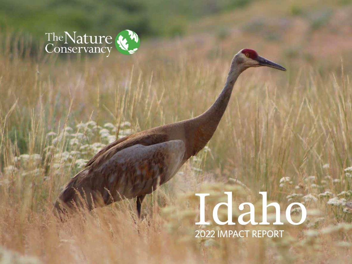 Report cover image of a Sandhill crane in tall grass. 