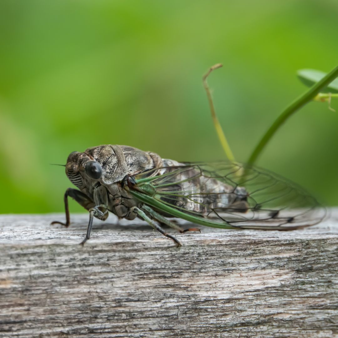 A large green and brown cicada sitting on a wooden beam against a blurry green background.