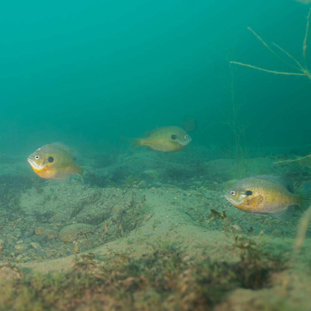 Three bluegill float above shallow depressions in the bottom of the pond.